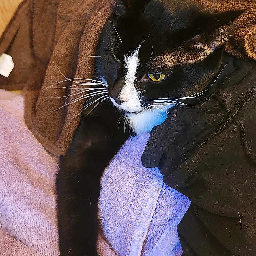 Max is registered to the contest to win money with this photo: abyssinian, animal, blanket, cat, clothing, couch, furniture, hardwood, homedecor, hoodie, kitten, knitwear, laundry, linen, manx, pet, sweater, sweatshirt, towel, wood