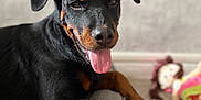 Leïka a rejoint le concours — aidez-le/la à gagner de superbes lots ! animal, black_and_tan, blurred_background, close_up, companion, couch, dog, domestic_animal, face, fur, happy, indoor, laying_down, mammal, pet, playful, relaxed, rottweiler, tongue_out, toy