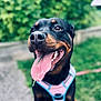 Leïka a rejoint le concours — aidez-le/la à gagner de superbes lots ! animal, black_coat, blue_harness, blurred_background, brown_markings, canine, close_up, dog, grass, greenery, happy, harness, leash, nature, outdoor, pet, pink_harness, portrait, smiling, tongue_out