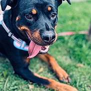 Leïka a rejoint le concours — aidez-le/la à gagner de superbes lots ! animal, black_and_tan, canine, close_up, collar, dog, domestic_animal, ears, friendly, grass, happy, lying_down, muzzle, nature, outdoor, pet, playful, rottweiler, summer, tongue_out