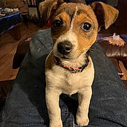 Remi joined the competition — help win amazing prizes! brown, collar, cozy, curious, cute, denim, dog, ears, furniture, indoor, jeans, lap, living_room, looking, person, pet, puppy, small, television, white