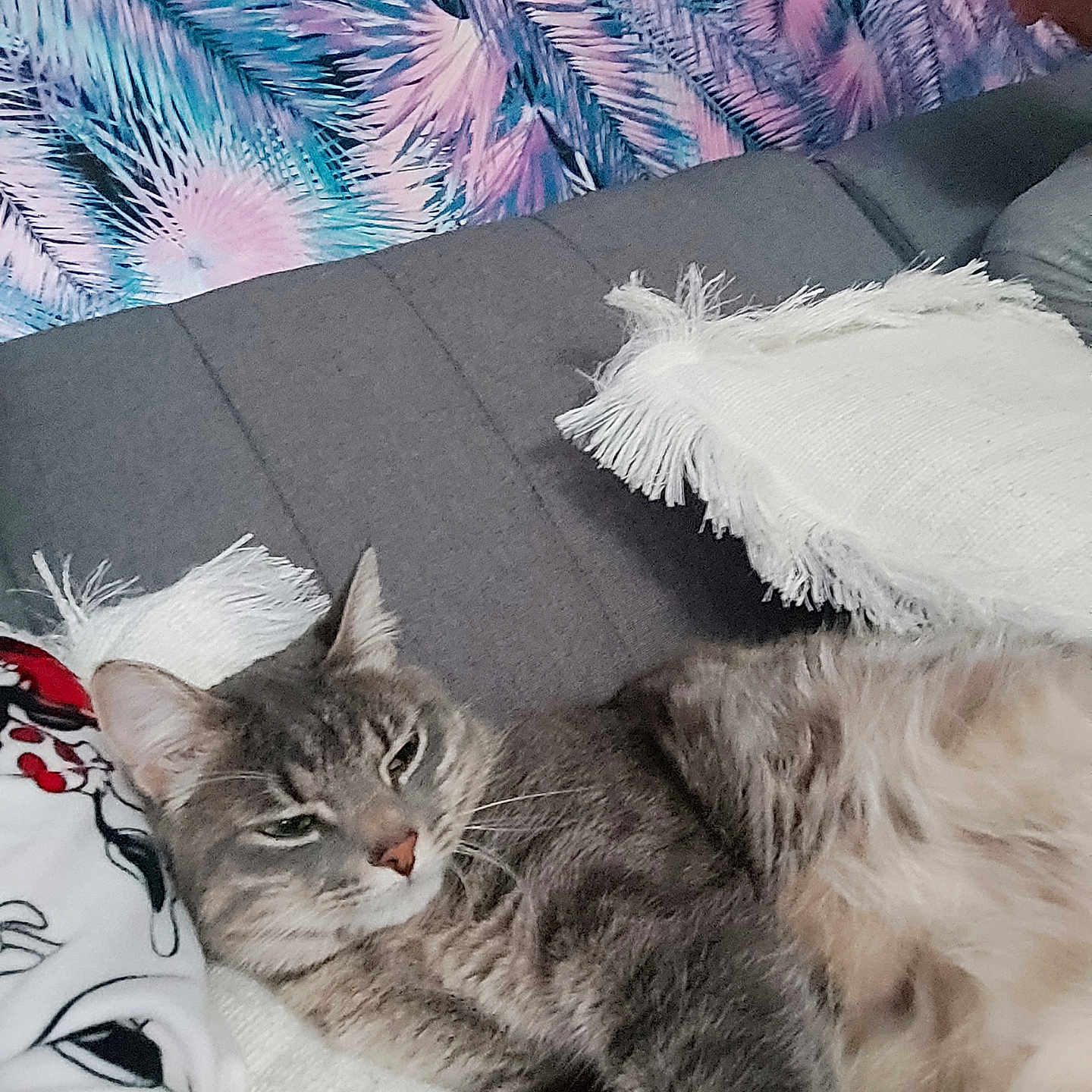 Tao participe au concours pour gagner de l'argent avec cette photo : animal, cat, close_up, colorful_wall, couch, ears, fringe, fur, furniture, gray_cat, indoor, nose, patterned_wall, pet, pillows, relaxed, resting, sleepy, tabby_cat, whiskers