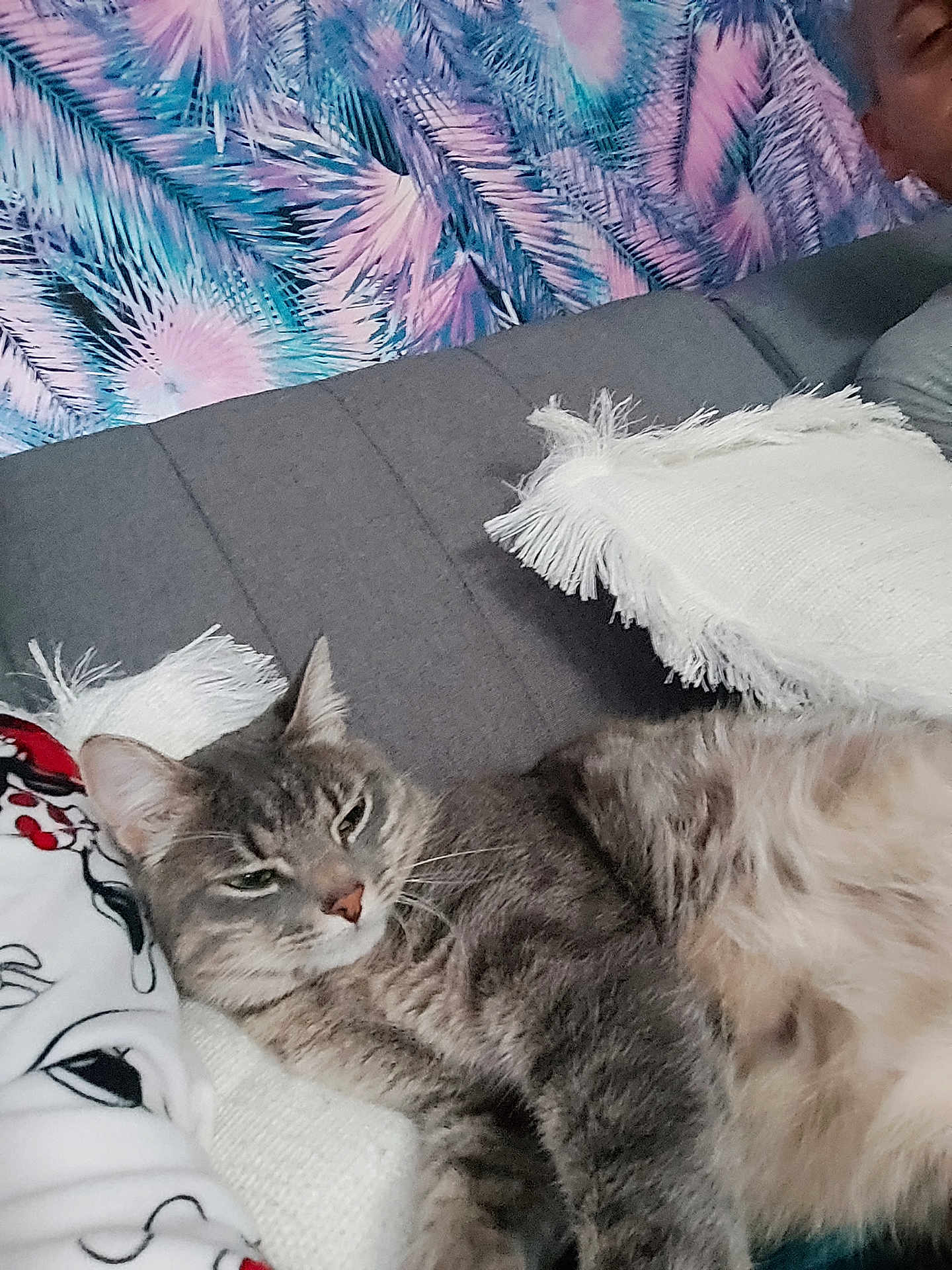Tao participe au concours pour gagner de l'argent avec cette photo : cat, gray_cat, tabby_cat, couch, pillows, fringe, indoor, pet, relaxed, sleepy, furniture, patterned_wall, colorful_wall, animal, fur, whiskers, ears, nose, resting, close_up