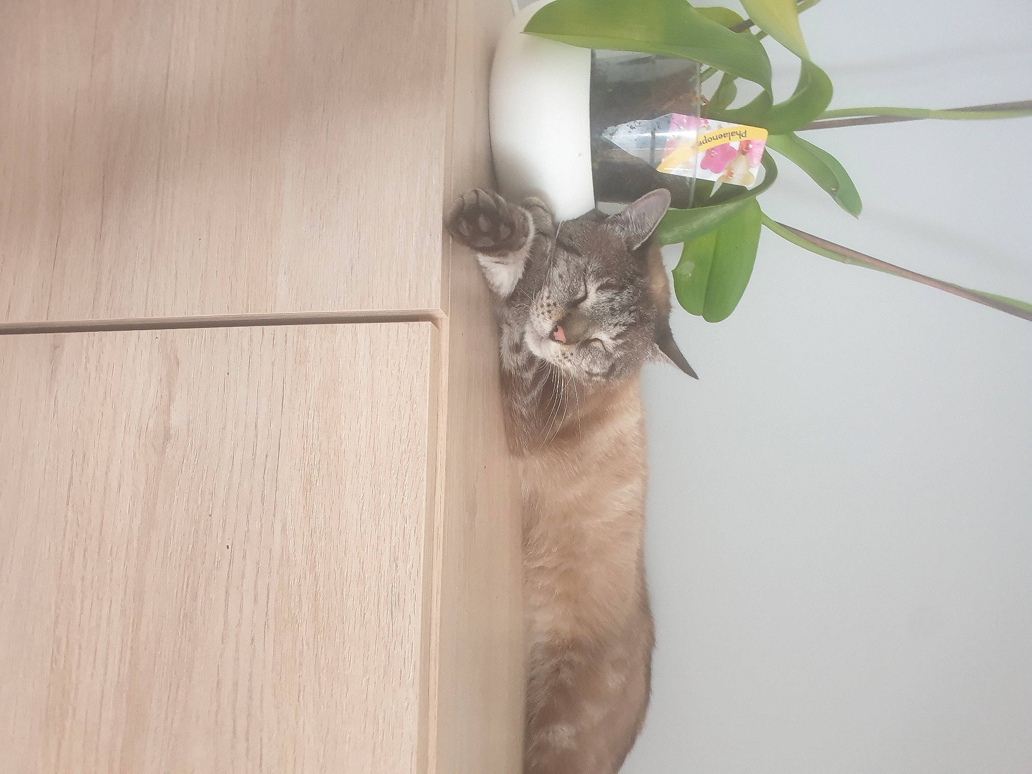 Naos a rejoint le concours — aidez-le/la à gagner de superbes lots ! carnivore, cat, domestic_short_haired_cat, felidae, flooring, flowerpot, fur, hardwood, houseplant, plant, plant_stem, plywood, room, shelf, small_to_medium_sized_cats, tail, terrestrial_plant, twig, whiskers, wood