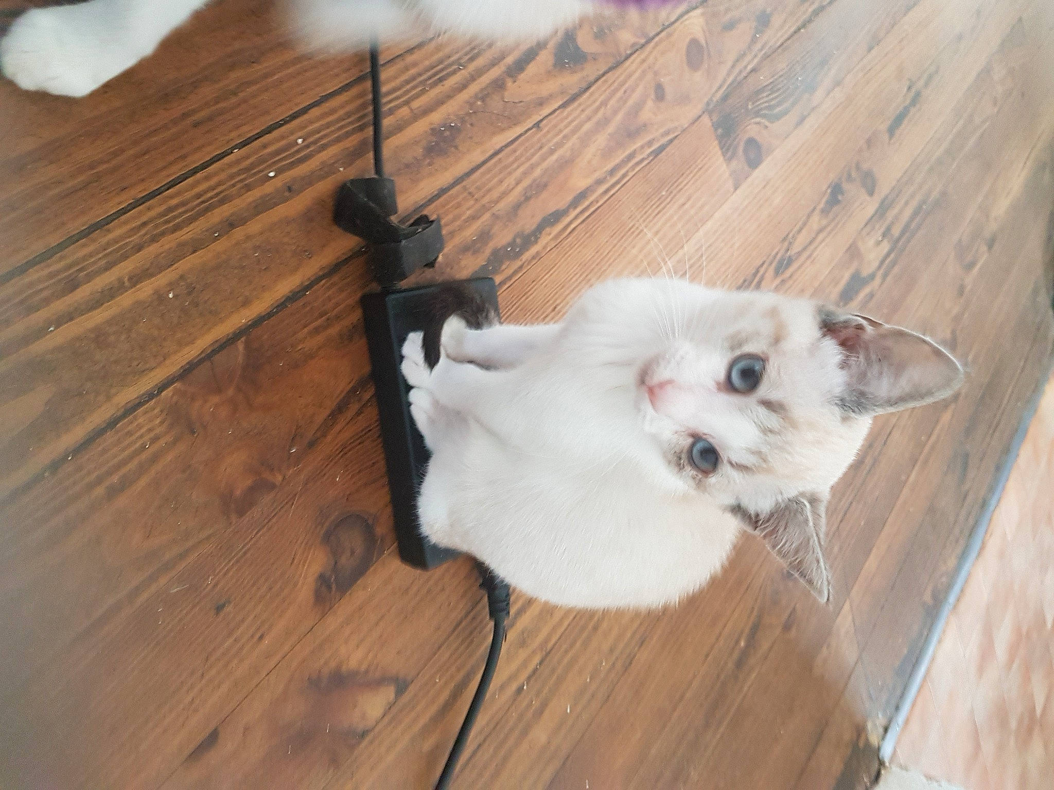 Naos a rejoint le concours — aidez-le/la à gagner de superbes lots ! canidae, carnivore, cat, companion_dog, dog_breed, felidae, floor, flooring, fur, hardwood, laminate_flooring, paw, plank, small_to_medium_sized_cats, tail, varnish, whiskers, wood, wood_flooring, wood_stain