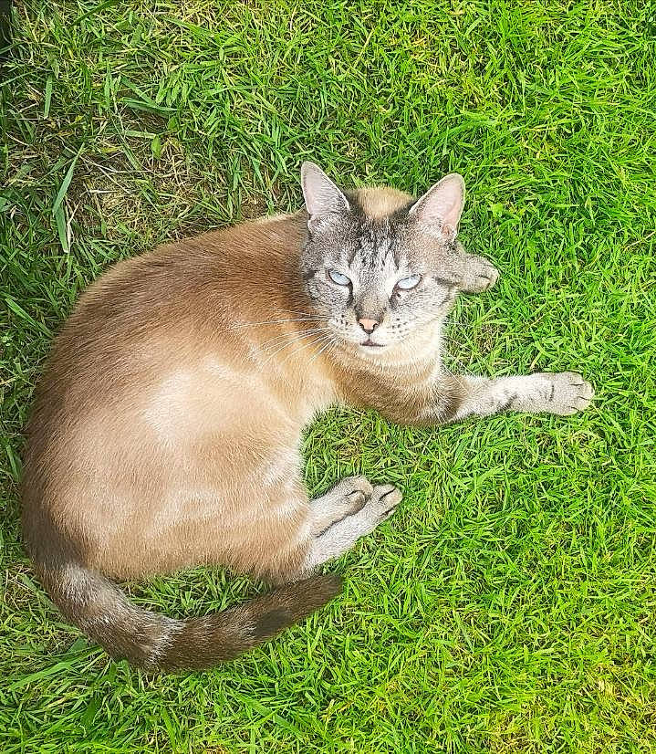 Naos a rejoint le concours — aidez-le/la à gagner de superbes lots ! carnivore, cat, domestic_short_haired_cat, fawn, felidae, fur, grass, grassland, groundcover, plant, small_to_medium_sized_cats, snout, tail, terrestrial_animal, whiskers, wildlife