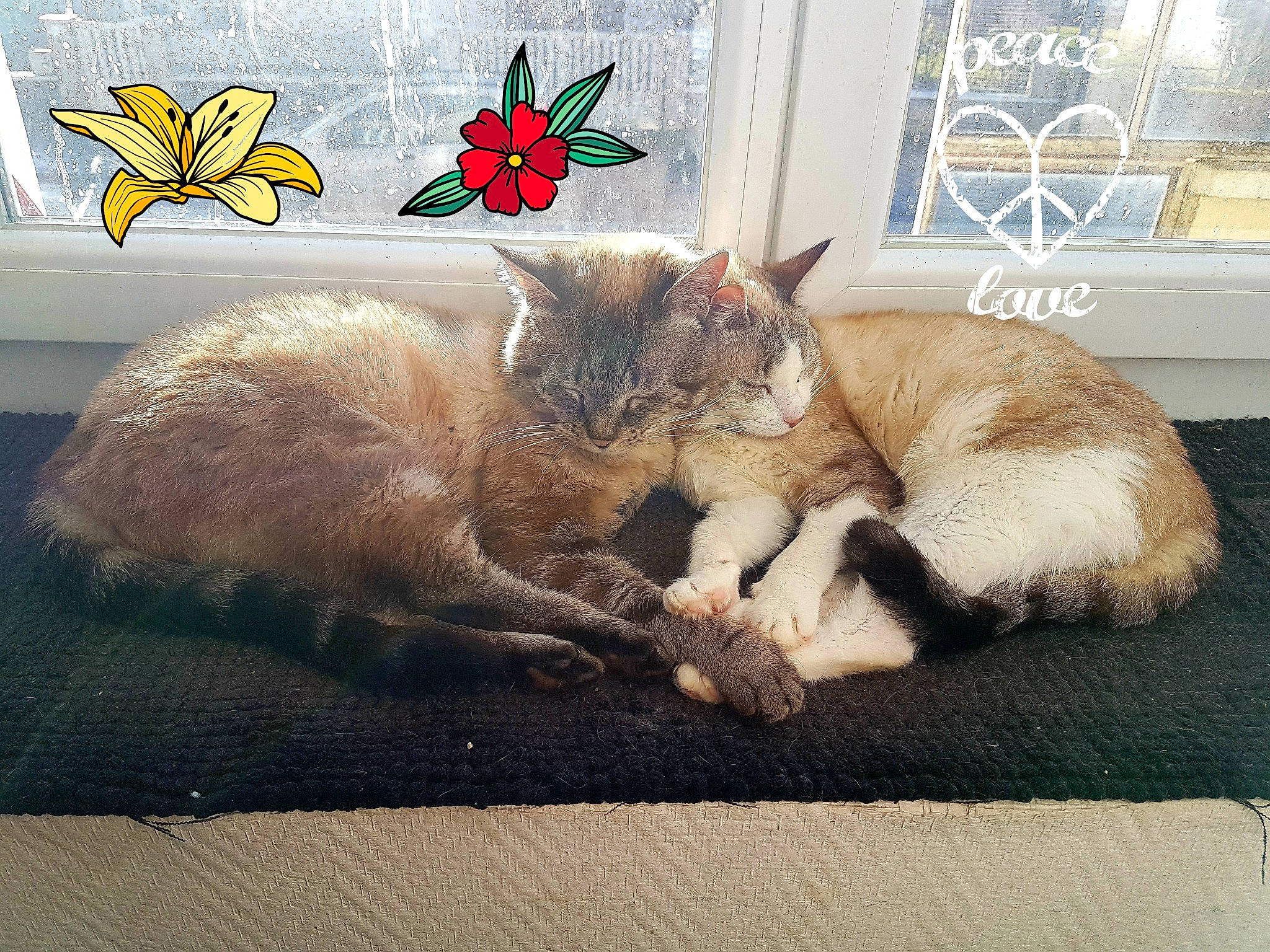 Naos a rejoint le concours — aidez-le/la à gagner de superbes lots ! arthropod, butterfly, carnivore, cat, claw, comfort, domestic_short_haired_cat, fawn, felidae, fur, insect, moths_and_butterflies, paw, petal, pollinator, rectangle, small_to_medium_sized_cats, tail, whiskers, window