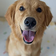 Daisy is registered to the contest to win money with this photo: animal, background_blur, canine, close_up, cute, dog, domestic_animal, ears, face, friendly, fur, golden_retriever, happy, indoor, looking_at_camera, pet, pink_tongue, sitting, smiling, tongue_out