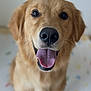 animal, background_blur, canine, close_up, cute, dog, domestic_animal, ears, face, friendly, fur, golden_retriever, happy, indoor, looking_at_camera, pet, pink_tongue, sitting, smiling, tongue_out