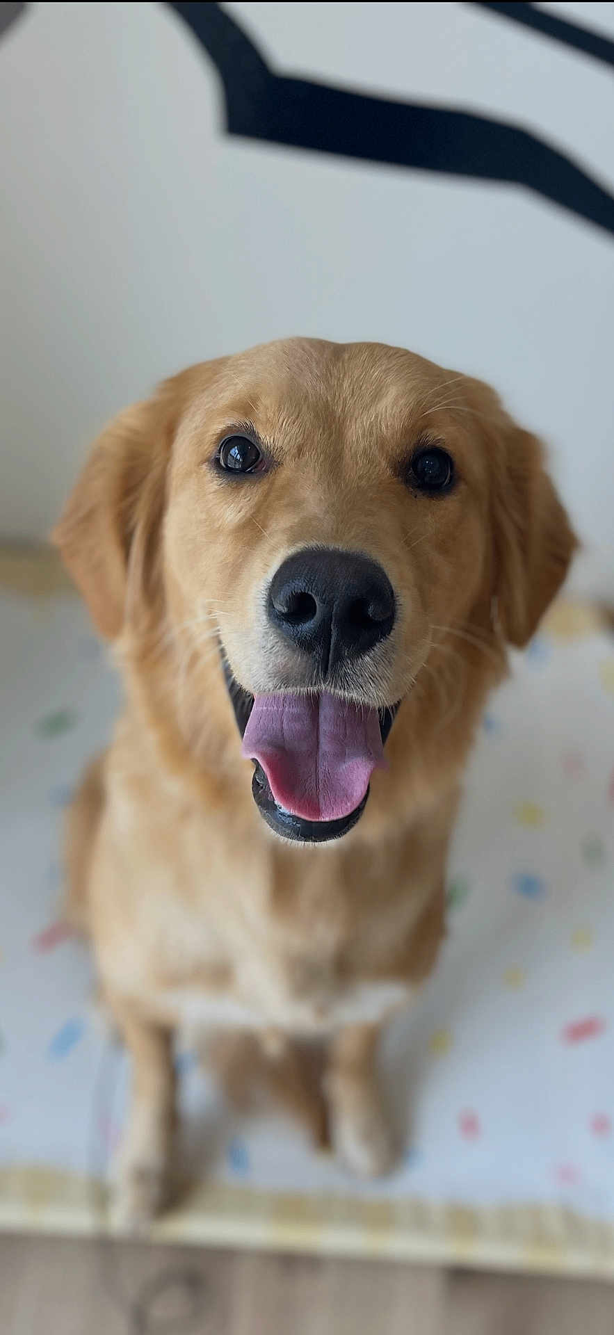 Daisy