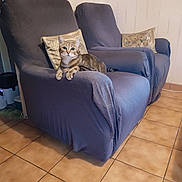 Paulina a rejoint le concours — aidez-le/la à gagner de superbes lots ! animal, armchair, cat, cozy, curious, cushion, decor, domestic_animal, eyes, furniture, home, indoor, living_room, mammal, pet, relaxed, seated, slipcover, tabby_cat, tile_floor