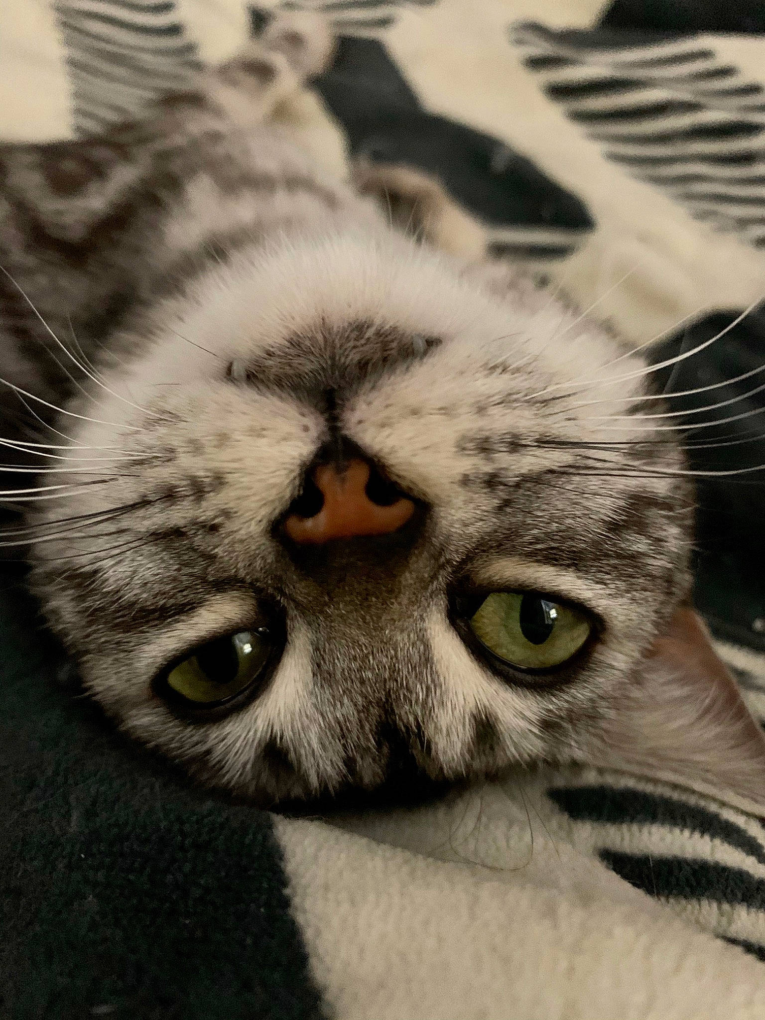 Bliss is registered to the contest to win money with this photo: carnivore, cat, close_up, domestic_short_haired_cat, ear, eye, eyebrow, eyelash, face, fawn, felidae, fur, grey, head, iris, nose, paw, small_to_medium_sized_cats, snout, whiskers