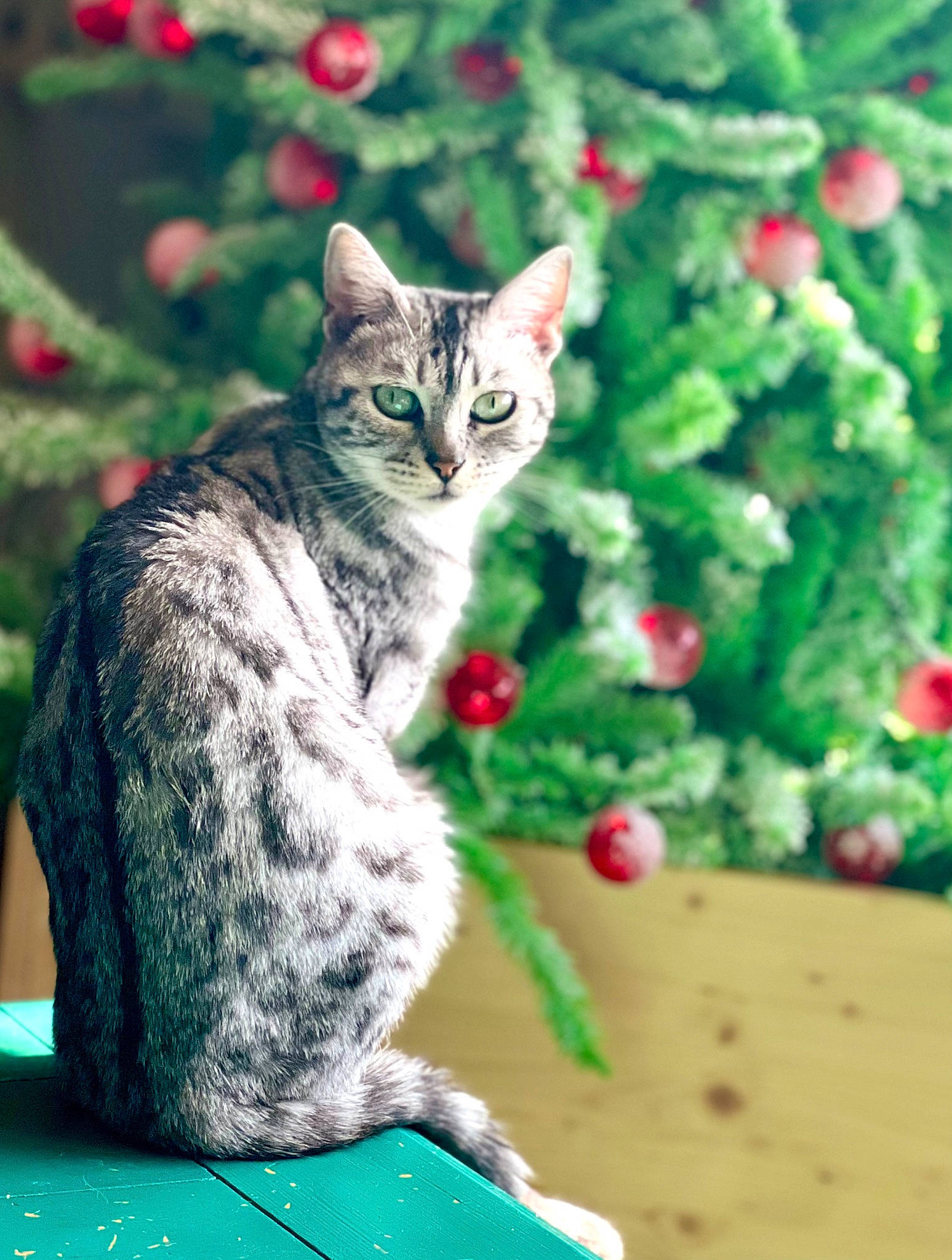 Bliss is registered to the contest to win money with this photo: carnivore, cat, christmas_tree, domestic_short_haired_cat, event, facial_expression, felidae, fur, grass, green, holiday, organism, ornament, plant, small_to_medium_sized_cats, snout, tail, toy, whiskers, wildlife