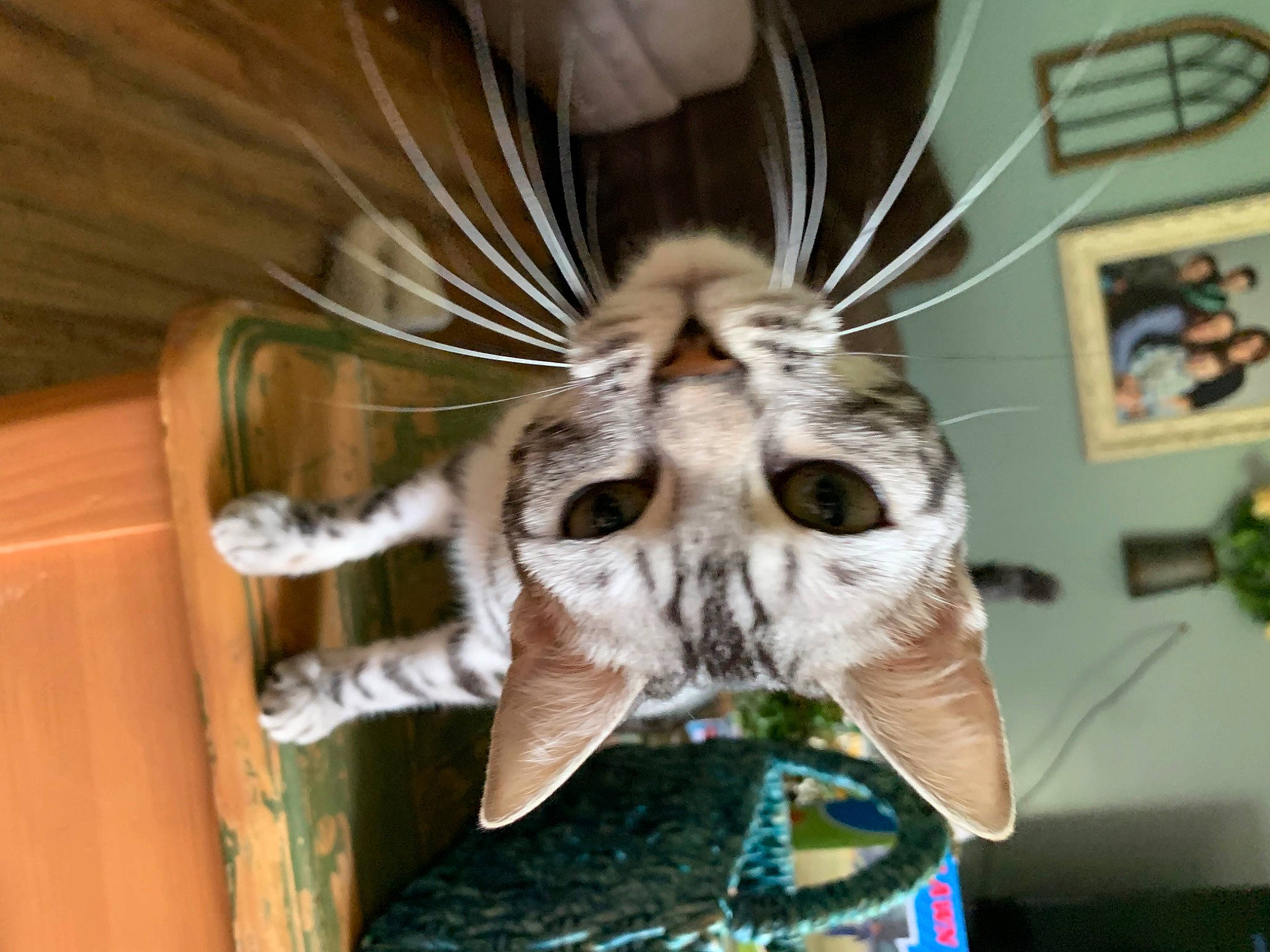 Bliss is registered to the contest to win money with this photo: carnivore, cat, claw, domestic_short_haired_cat, fang, fawn, felidae, fur, houseplant, insect, jaw, paw, plant, small_to_medium_sized_cats, snout, tail, terrestrial_animal, whiskers, wildlife, wood
