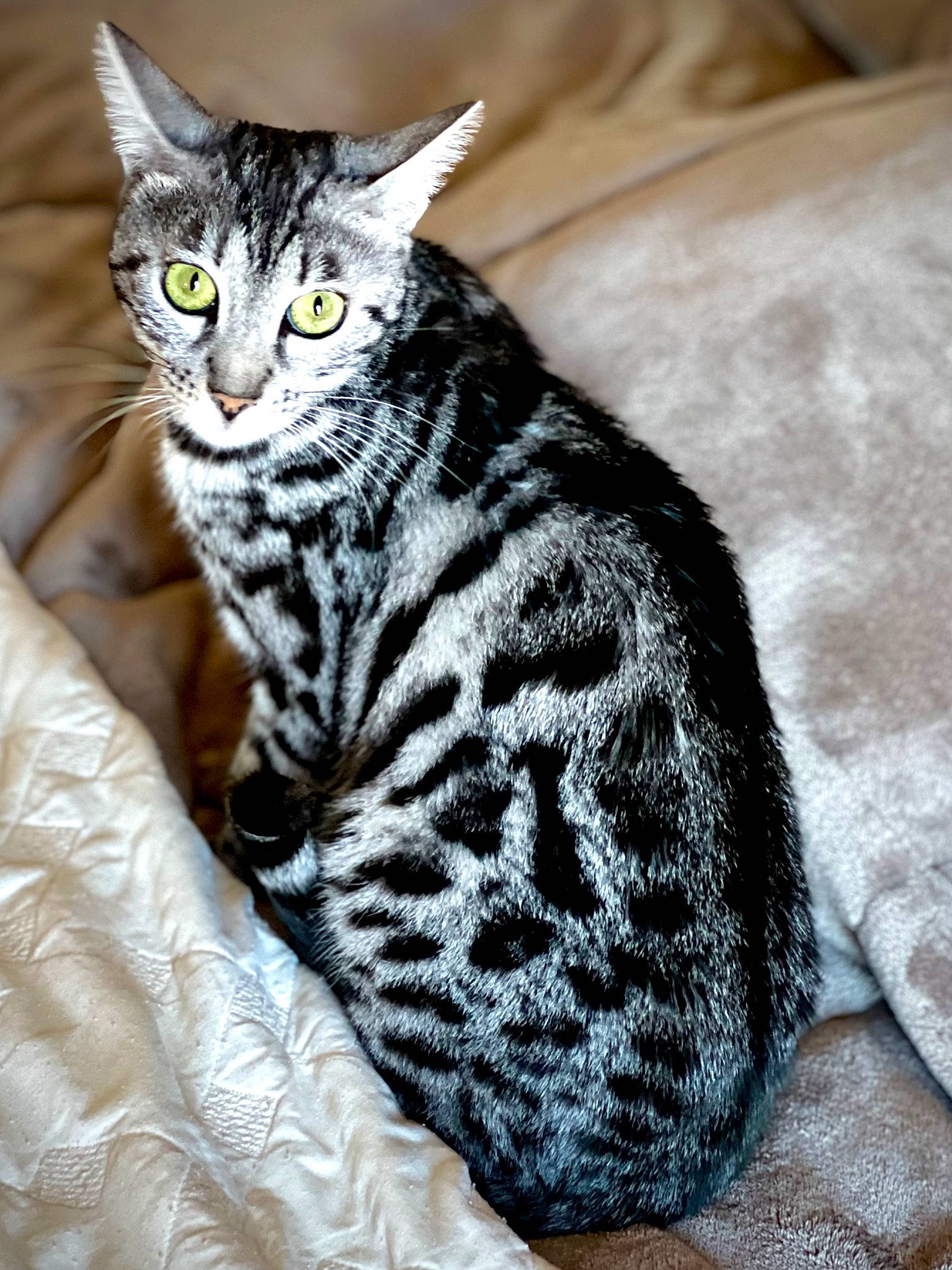 Byndiblu joined the competition — help win amazing prizes! carnivore, cat, claw, domestic_short_haired_cat, felidae, fur, paw, sitting, small_to_medium_sized_cats, snout, tail, terrestrial_animal, tree, whiskers, wildlife