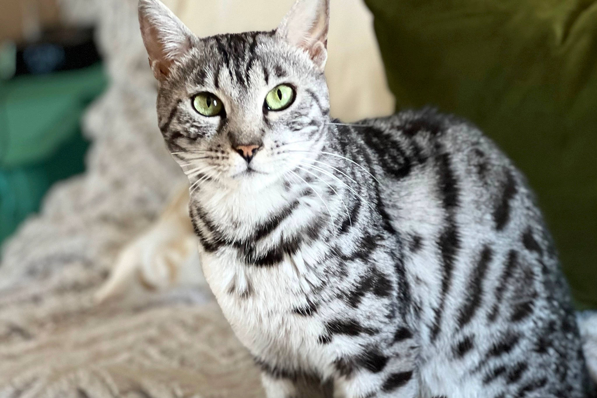 Byndiblu joined the competition — help win amazing prizes! carnivore, cat, domestic_short_haired_cat, eye, felidae, fur, grass, head, paw, sitting, small_to_medium_sized_cats, snout, terrestrial_animal, tree, whiskers, wildlife