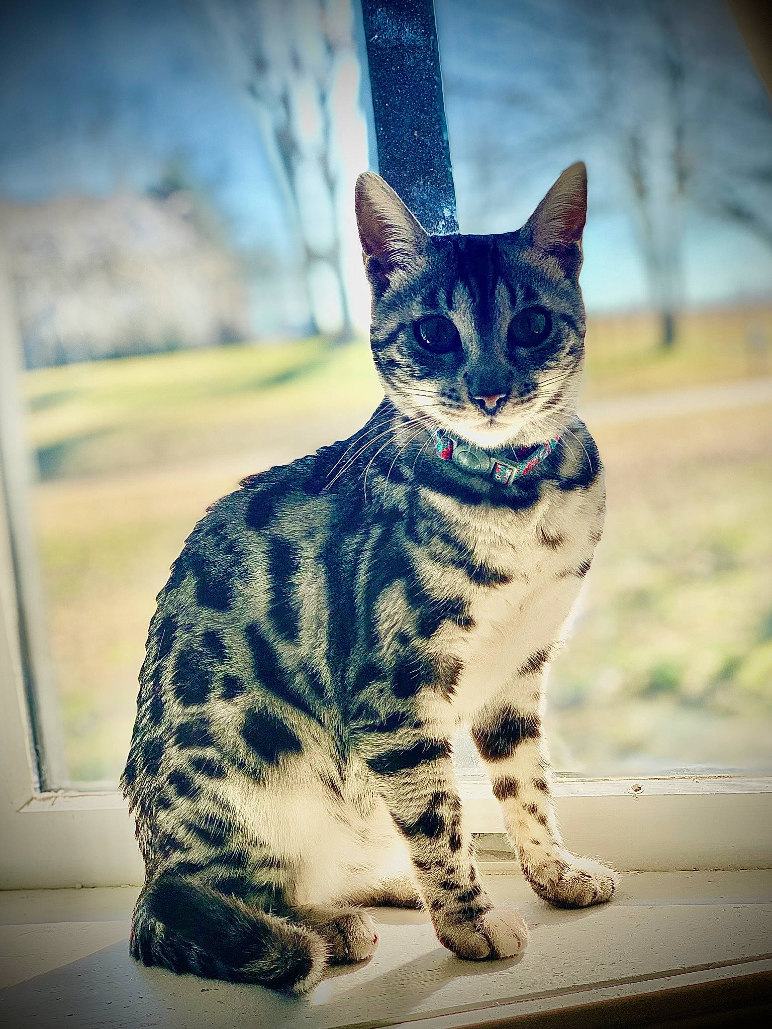 Byndiblu is registered to the contest to win money with this photo: carnivore, cat, electric_blue, felidae, foot, fur, grass, pattern, paw, sitting, small_to_medium_sized_cats, snout, tail, terrestrial_animal, tree, whiskers, wildlife, winter