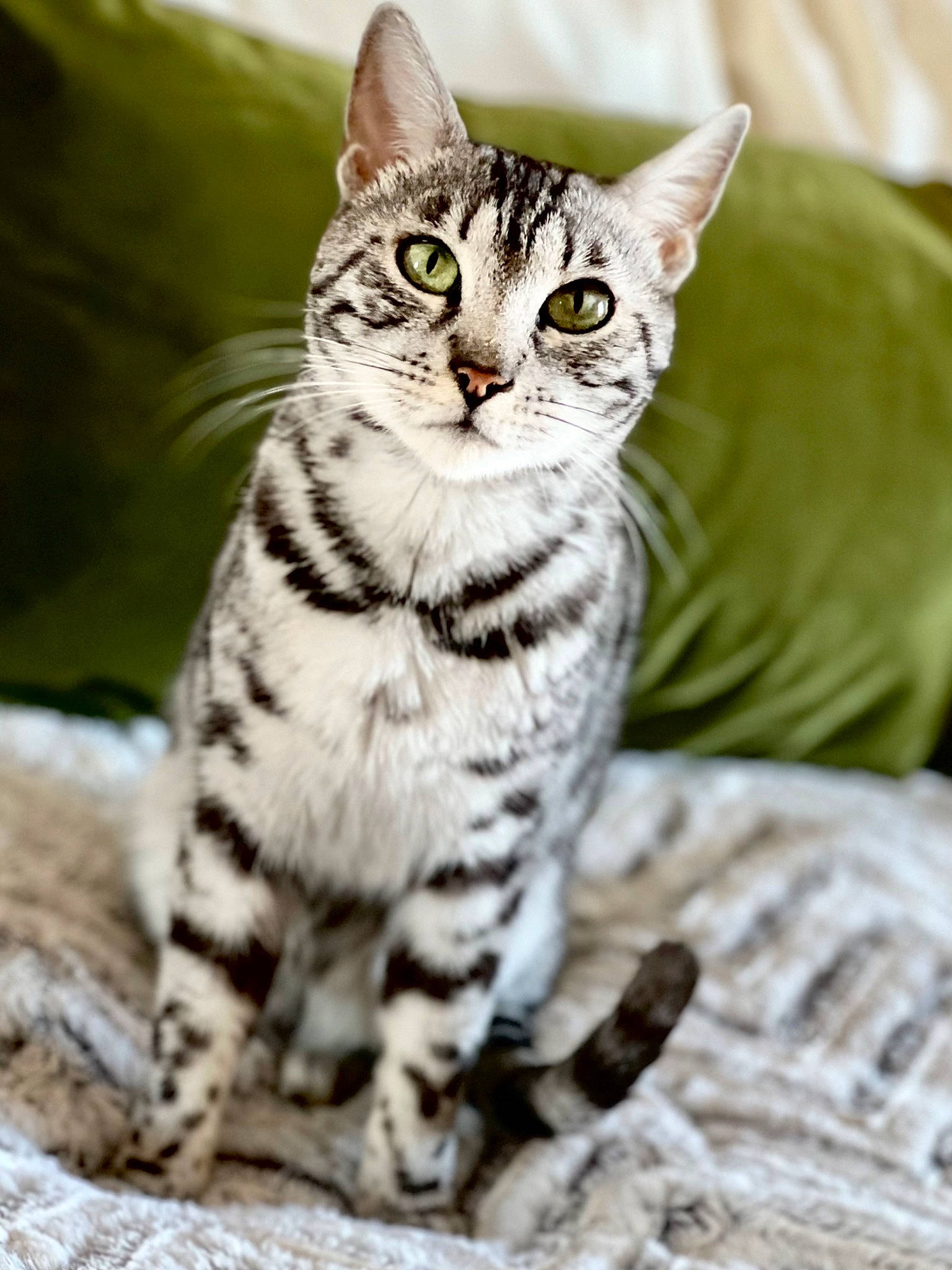 Byndiblu is registered to the contest to win money with this photo: carnivore, cat, claw, comfort, domestic_short_haired_cat, felidae, fur, paw, sitting, small_to_medium_sized_cats, snout, tail, terrestrial_animal, whiskers, wildlife