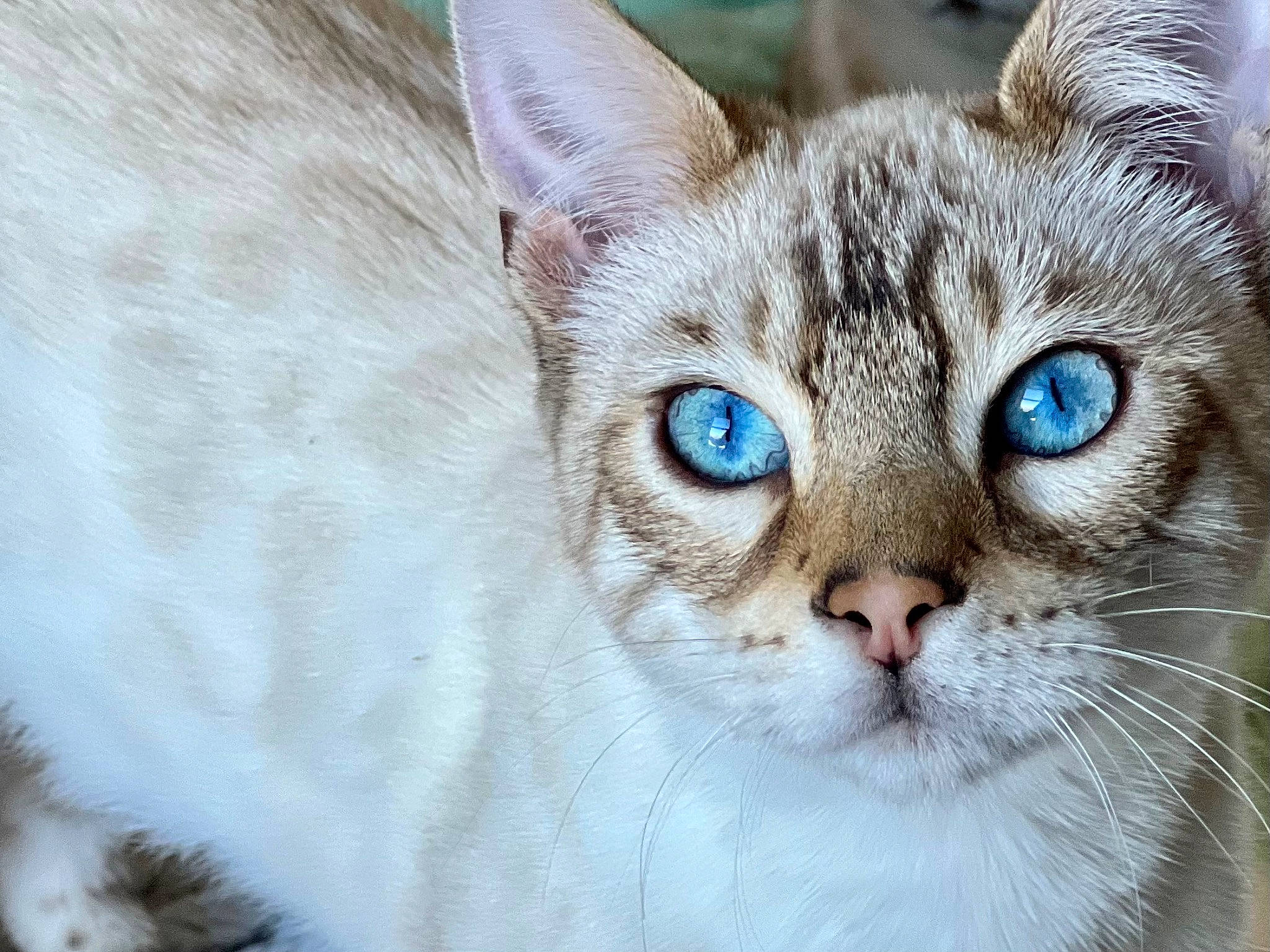 Sir Atlas Purrington