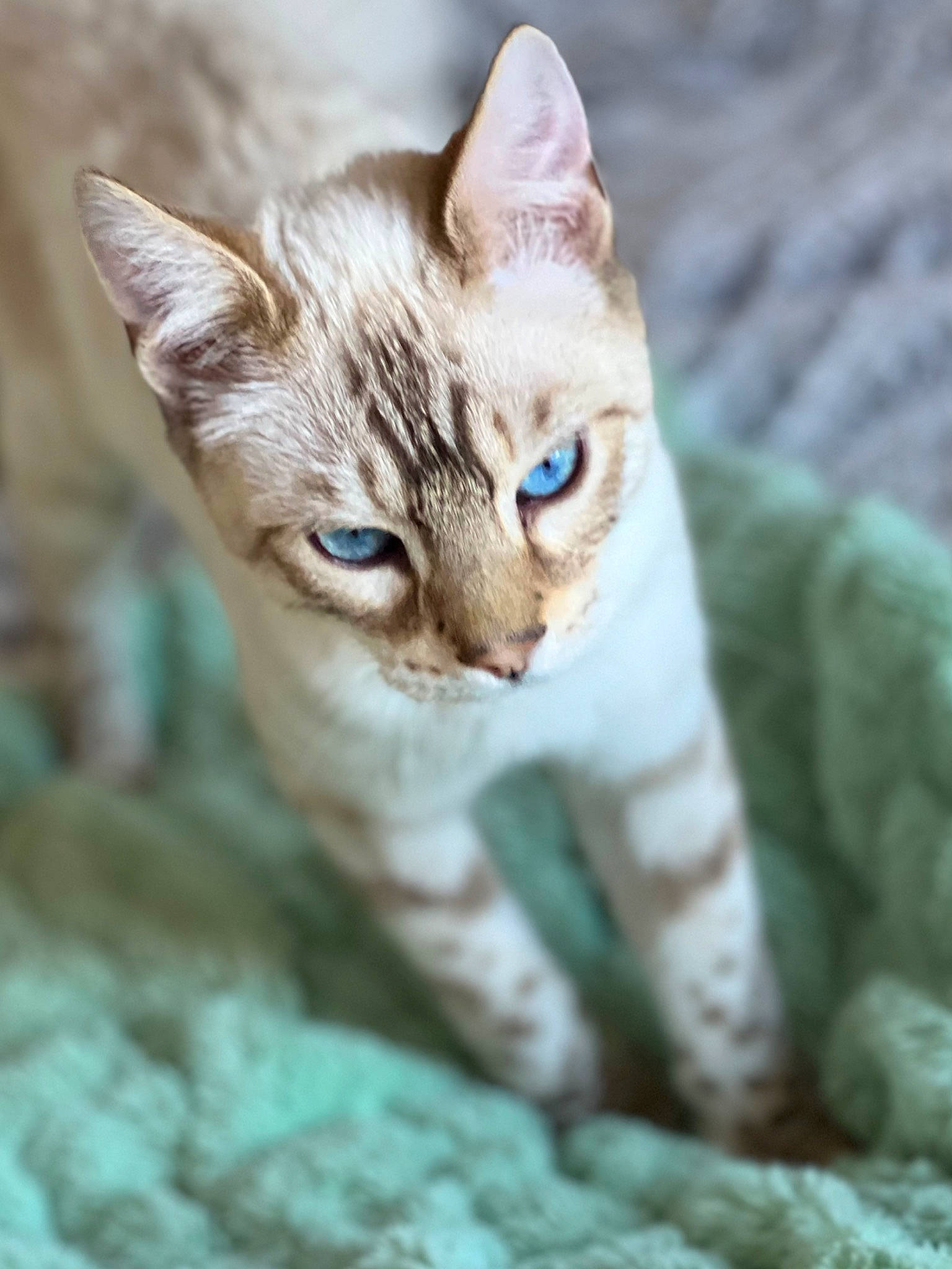 Sir Atlas Purrington is registered to the contest to win money with this photo: carnivore, cat, claw, domestic_short_haired_cat, eye, fawn, felidae, fur, grass, paw, small_to_medium_sized_cats, snout, tail, terrestrial_animal, toy, tree, whiskers, wildlife, window, wood