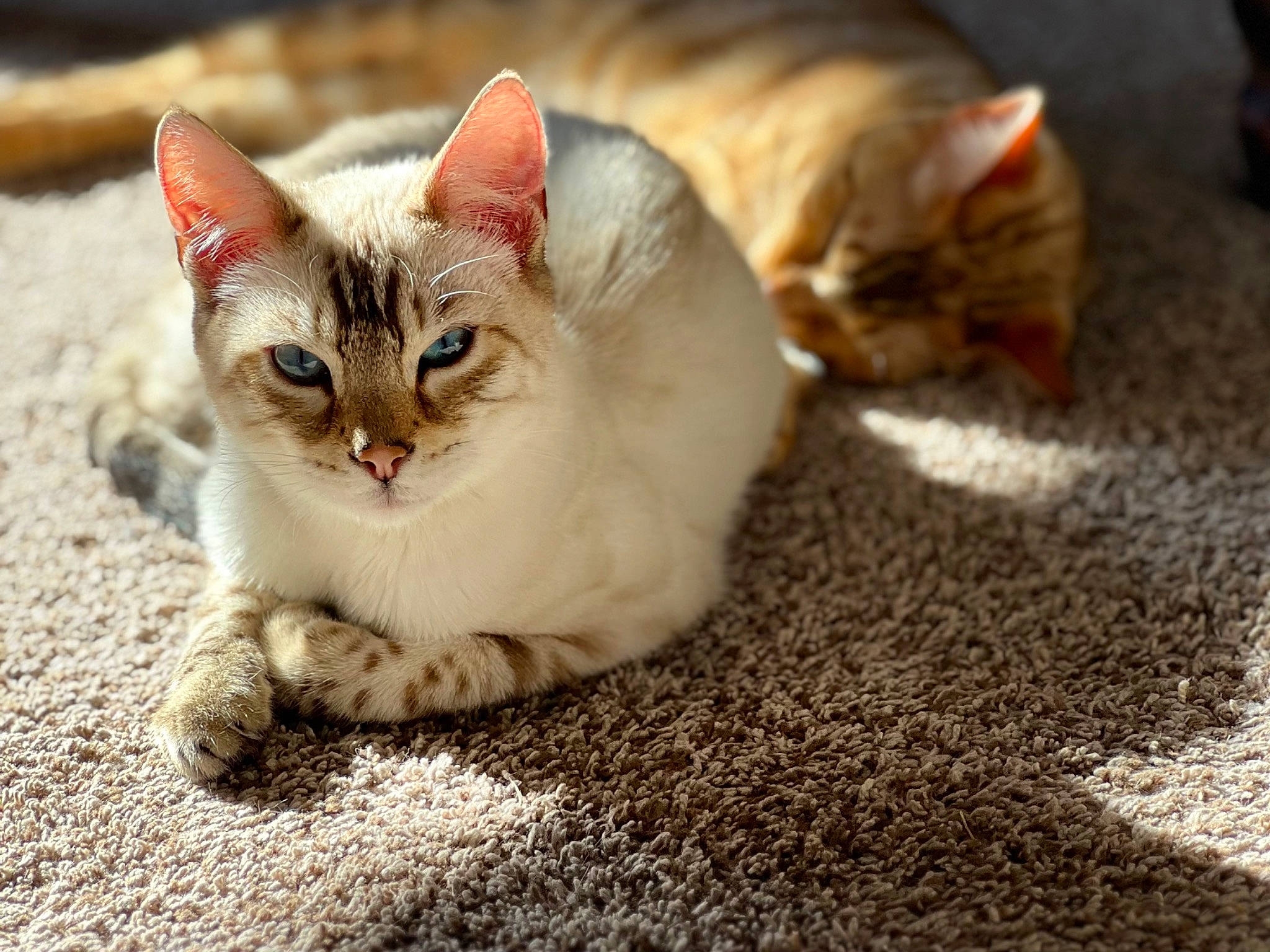 Sir Atlas Purrington joined the competition — help win amazing prizes! carnivore, cat, claw, domestic_short_haired_cat, eye, fawn, felidae, fur, grass, paw, road_surface, sand, small_to_medium_sized_cats, snout, soil, tail, terrestrial_animal, whiskers, wildlife, window