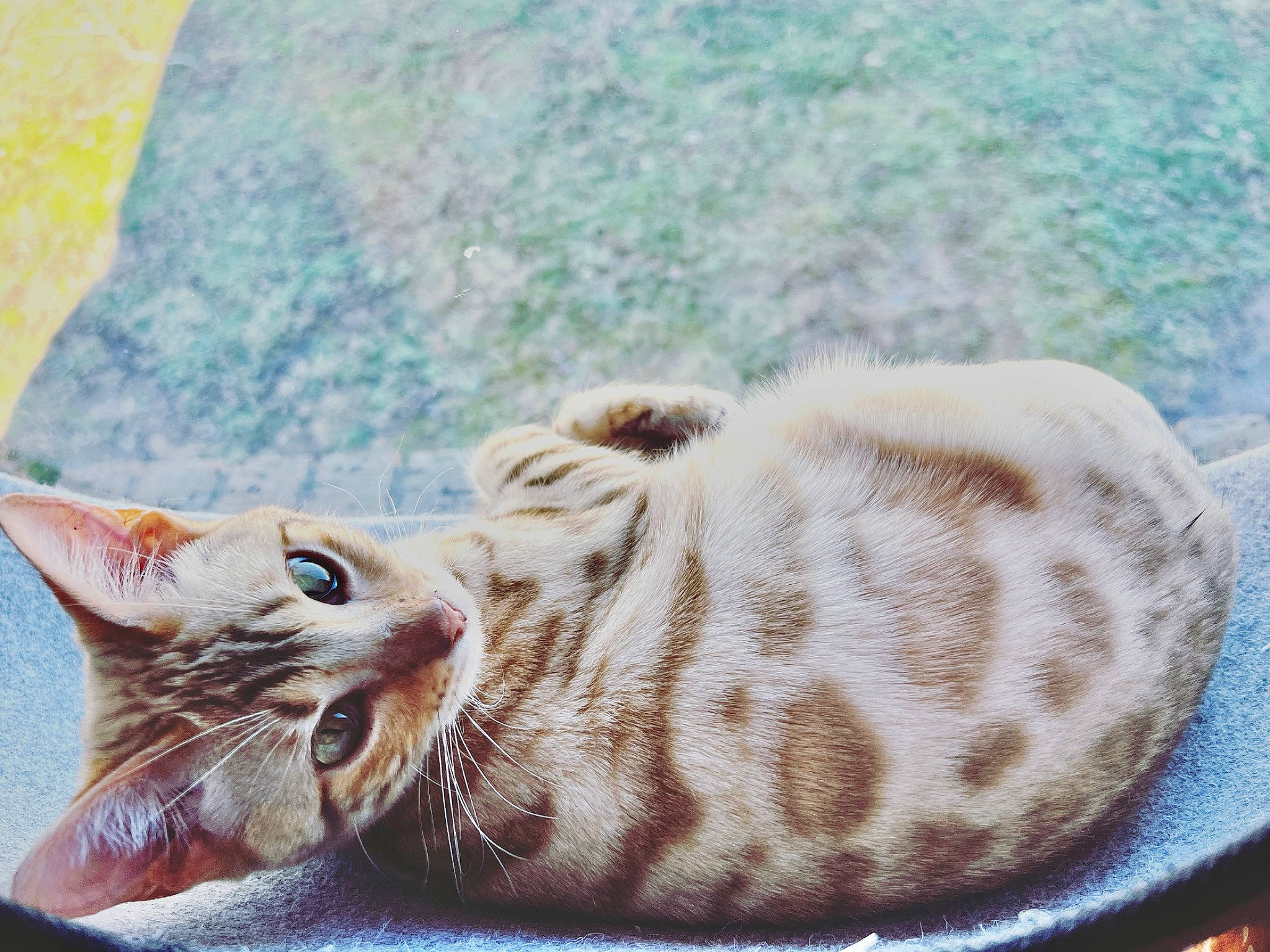 Tanga joined the competition — help win amazing prizes! carnivore, cat, cat_bed, claw, close_up, comfort, domestic_short_haired_cat, eye, fawn, felidae, foot, fur, paw, small_to_medium_sized_cats, snout, tail, terrestrial_animal, whiskers, window, wrinkle