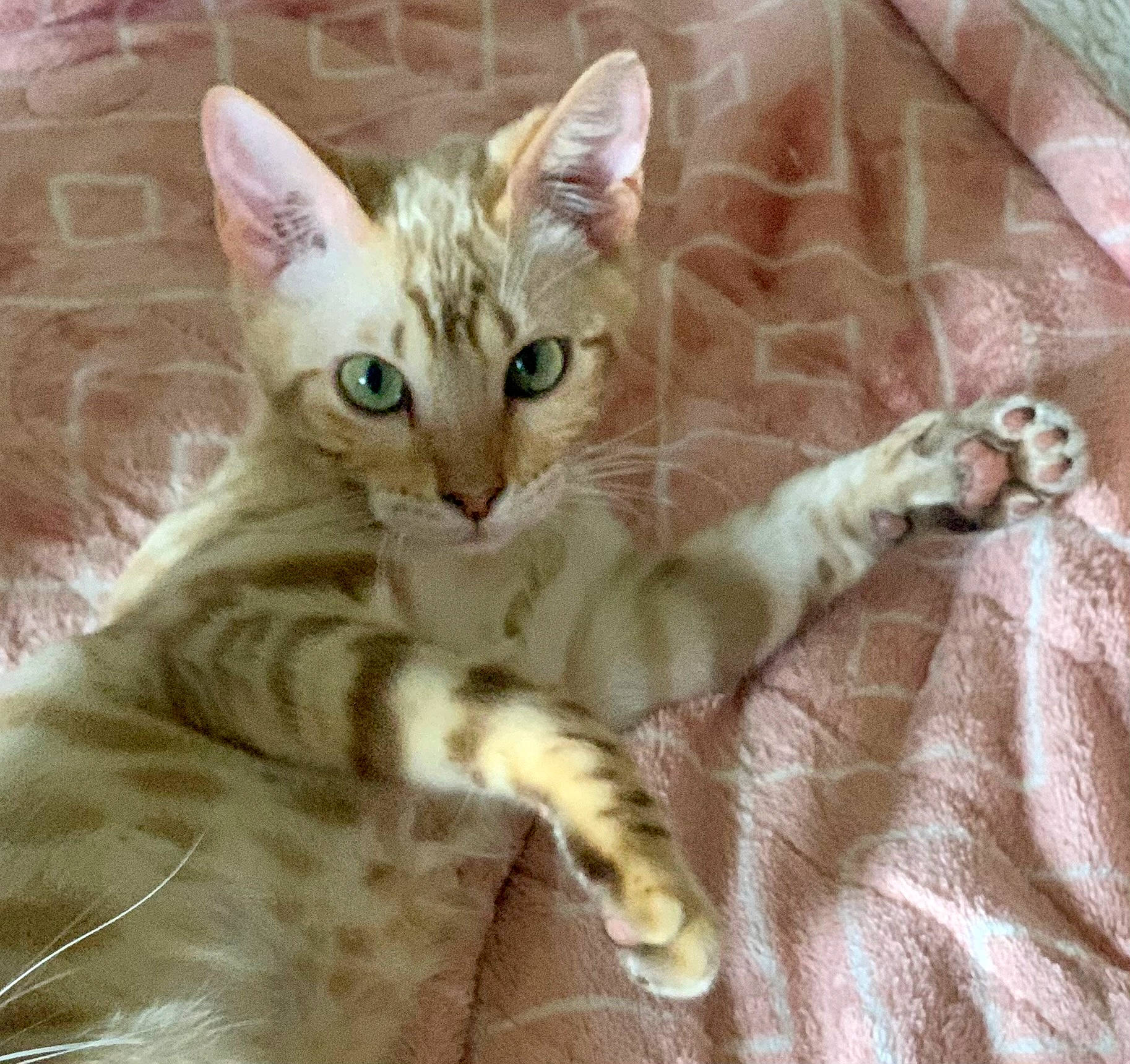 Tanga joined the competition — help win amazing prizes! bed, carnivore, cat, claw, comfort, domestic_short_haired_cat, fawn, felidae, foot, fur, paw, small_to_medium_sized_cats, snout, tail, terrestrial_animal, whiskers