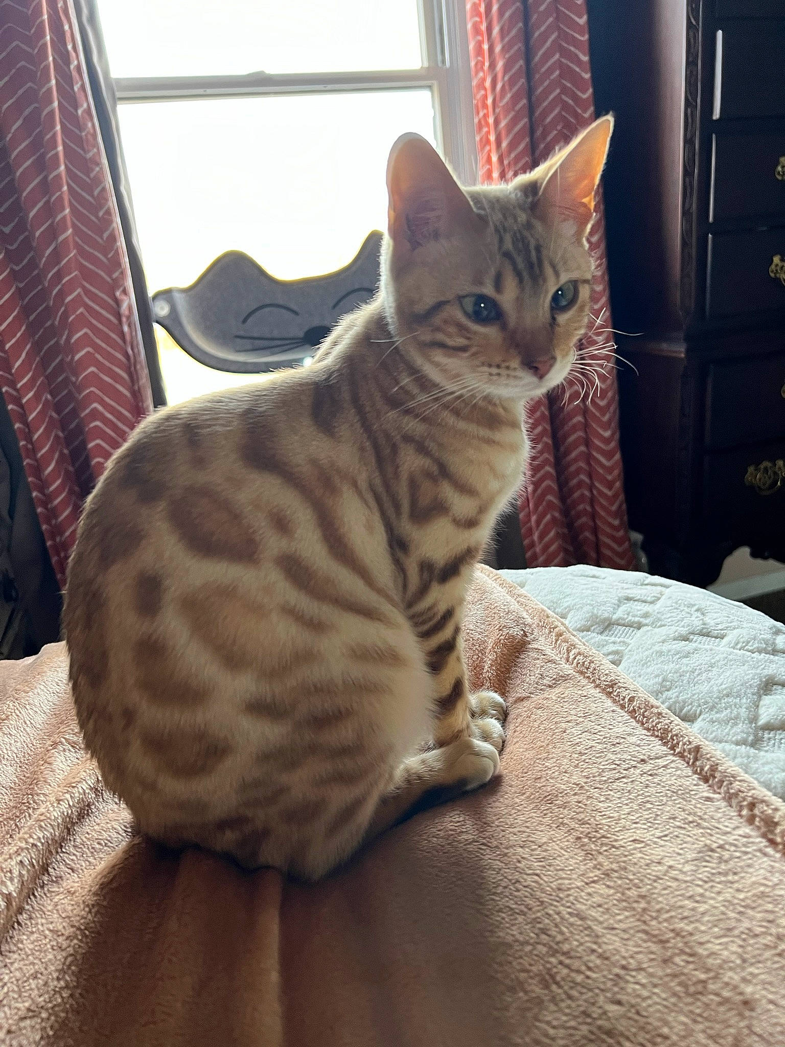 Tanga joined the competition — help win amazing prizes! carnivore, cat, cat_supply, comfort, curtain, domestic_short_haired_cat, door, felidae, fur, paw, sitting, small_to_medium_sized_cats, snout, tail, terrestrial_animal, whiskers, window