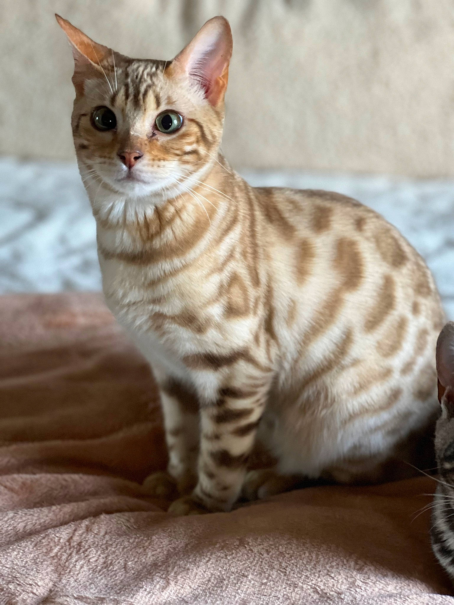 Tanga joined the competition — help win amazing prizes! carnivore, cat, fawn, felidae, fur, small_to_medium_sized_cats, snout, tail, terrestrial_animal, whiskers