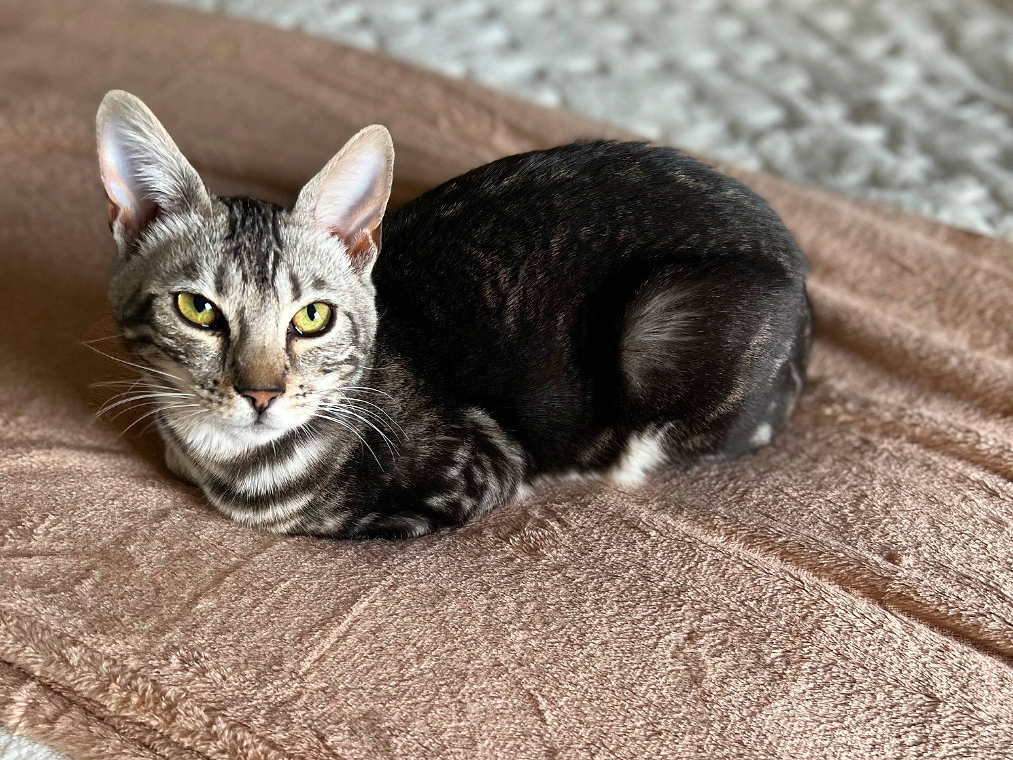 Jagger is registered to the contest to win money with this photo: carnivore, cat, cat_supply, claw, domestic_short_haired_cat, felidae, fur, grey, paw, small_to_medium_sized_cats, snout, tail, terrestrial_animal, whiskers, wood