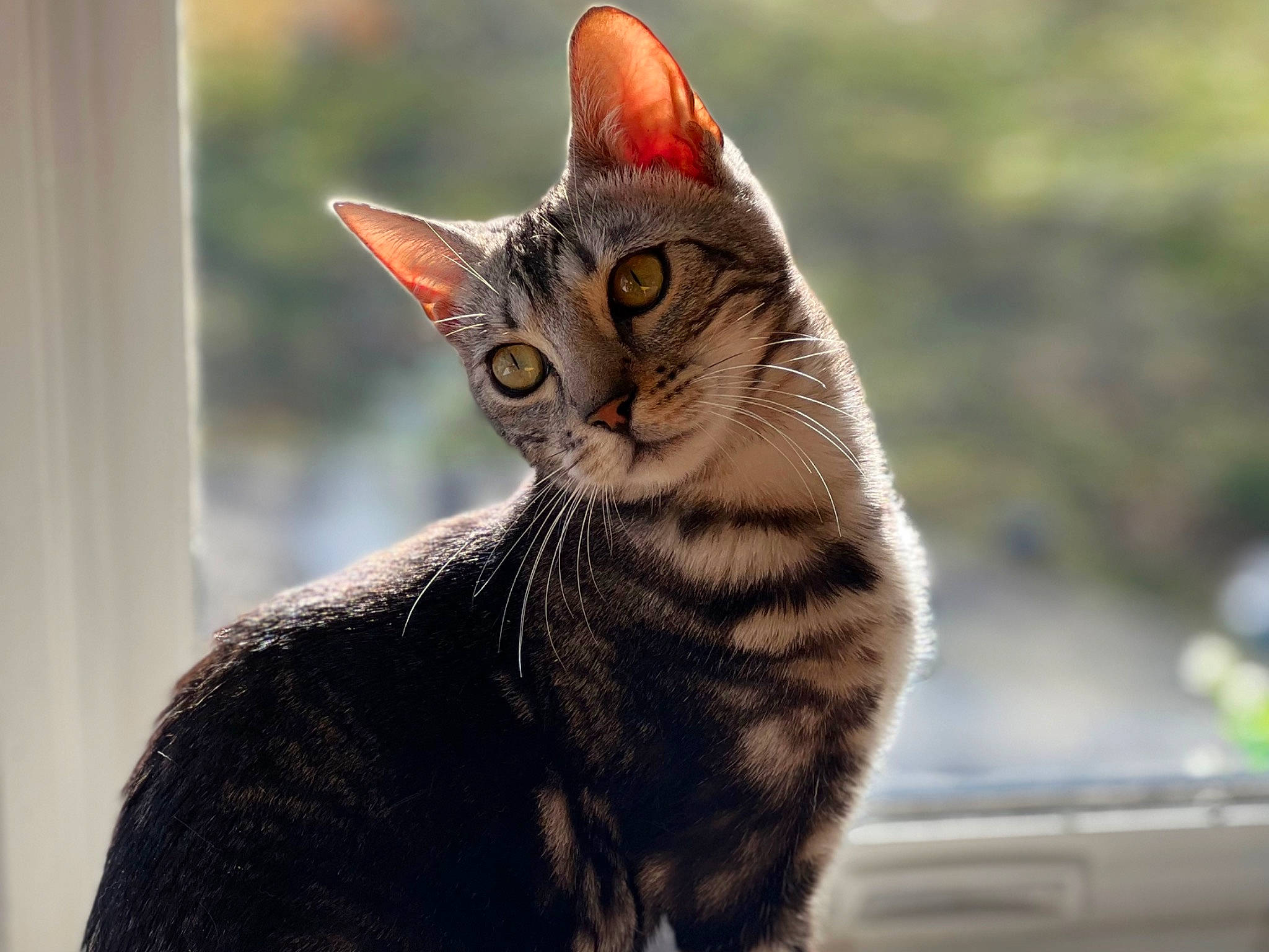 Jagger is registered to the contest to win money with this photo: carnivore, cat, domestic_short_haired_cat, eye, fawn, felidae, fur, grass, paw, small_to_medium_sized_cats, snout, tail, terrestrial_animal, tree, whiskers, wildlife, window