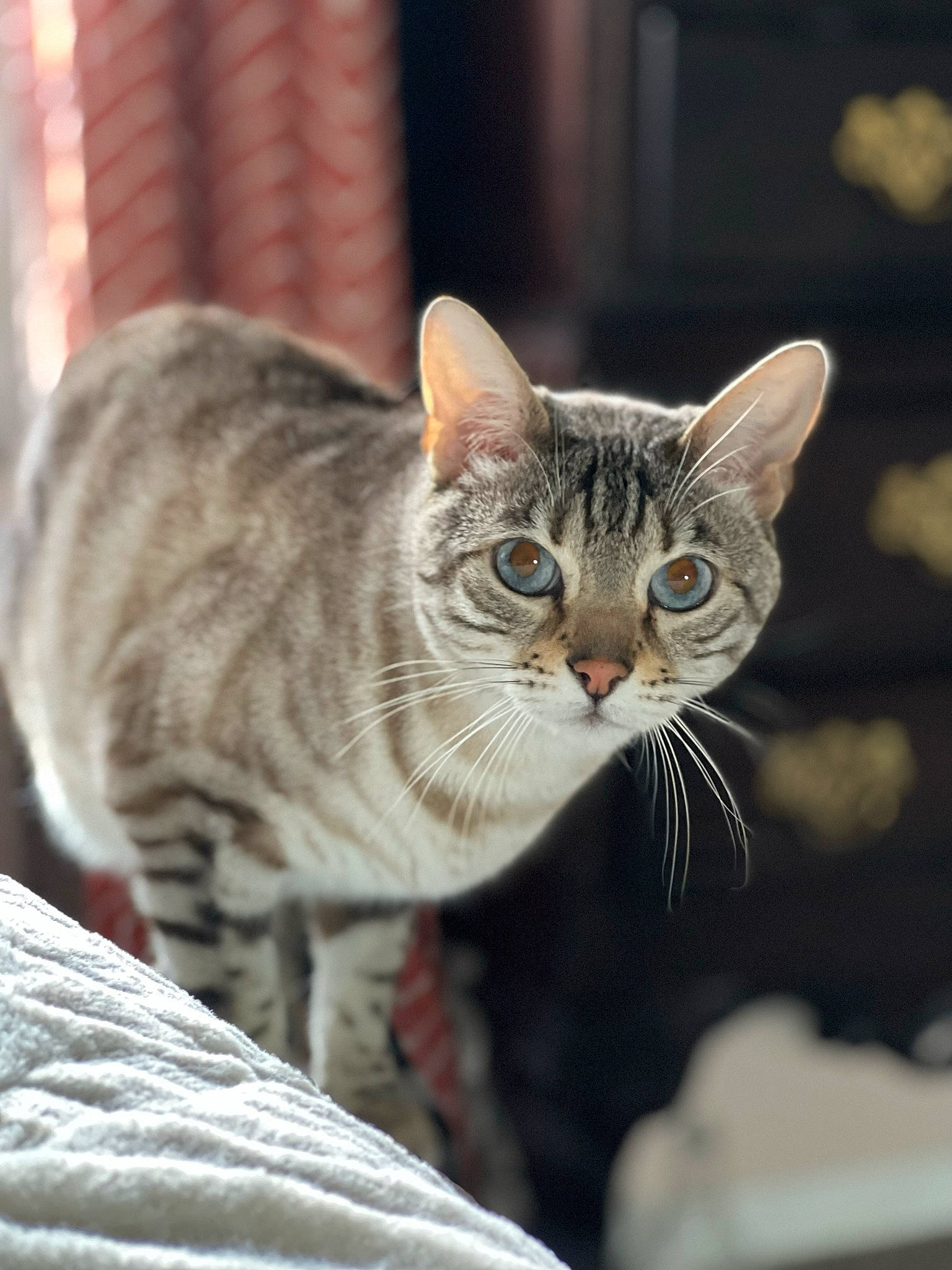 Zibabinx joined the competition — help win amazing prizes! carnivore, cat, domestic_short_haired_cat, felidae, fur, small_to_medium_sized_cats, snout, terrestrial_animal, whiskers, window