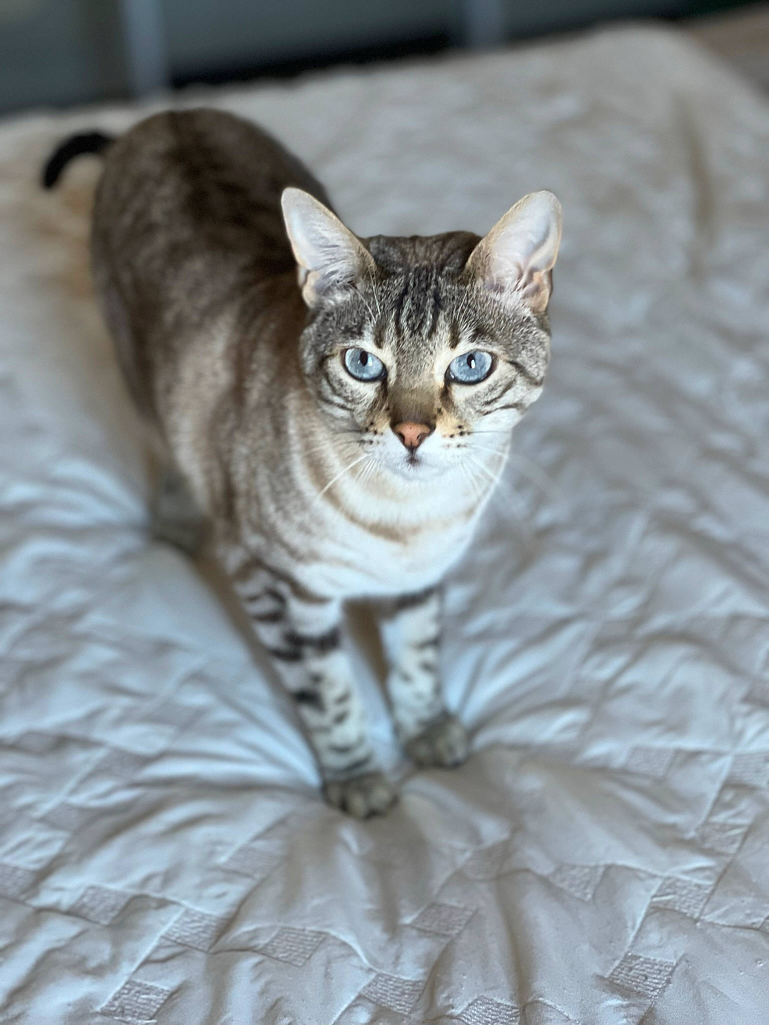 Zibabinx joined the competition — help win amazing prizes! carnivore, cat, comfort, domestic_short_haired_cat, door, eye, felidae, fur, head, sitting, small_to_medium_sized_cats, snout, tail, terrestrial_animal, whiskers, wildlife
