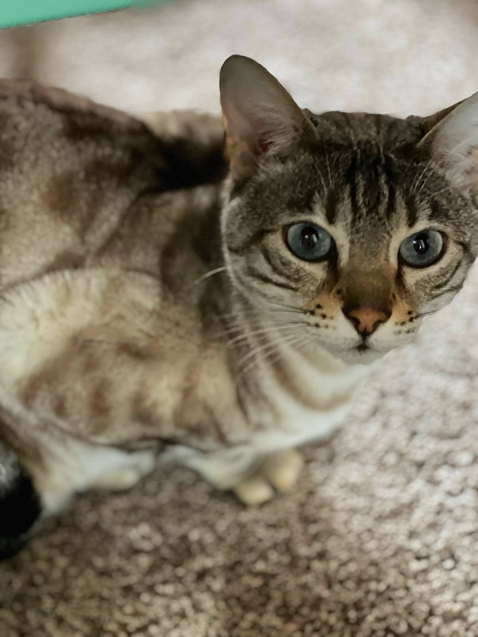 Zibabinx joined the competition — help win amazing prizes! carnivore, cat, domestic_short_haired_cat, felidae, fur, paw, photo_caption, small_to_medium_sized_cats, snout, terrestrial_animal, whiskers, wildlife, window