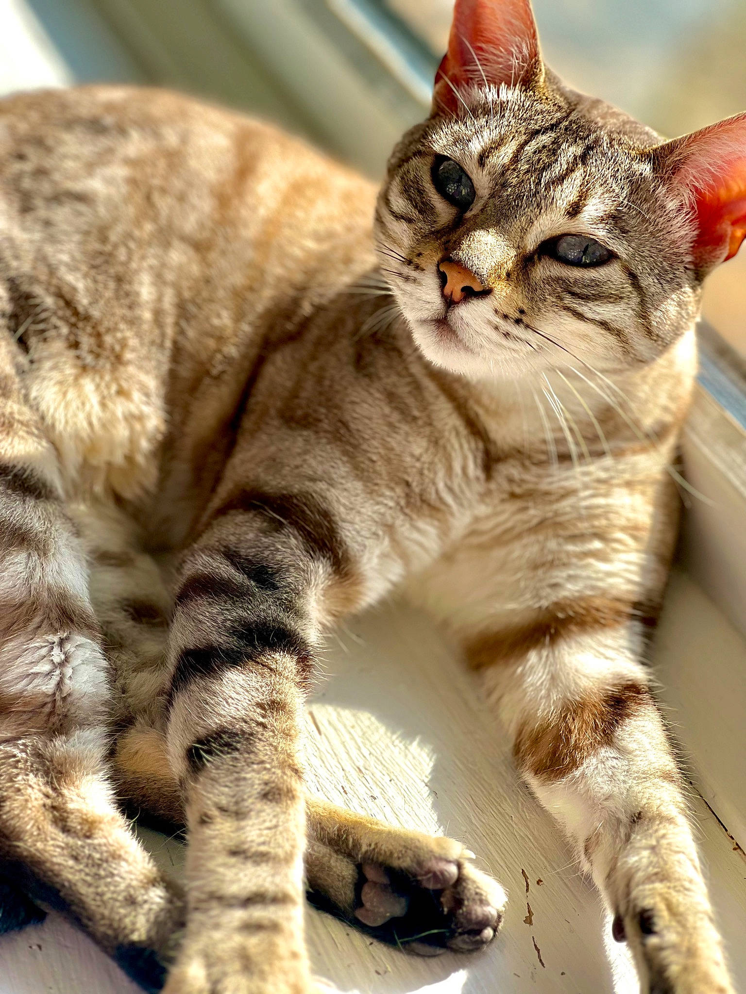 Zibabinx joined the competition — help win amazing prizes! carnivore, cat, claw, domestic_short_haired_cat, felidae, fur, paw, small_to_medium_sized_cats, snout, tail, terrestrial_animal, whiskers, wildlife