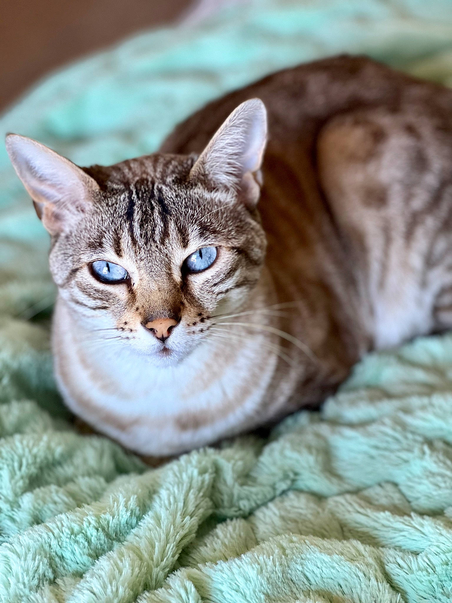 Zibabinx is registered to the contest to win money with this photo: carnivore, cat, cat_supply, claw, comfort, domestic_short_haired_cat, fawn, felidae, fur, grass, paw, plant, small_to_medium_sized_cats, snout, tail, terrestrial_animal, tree, whiskers, wildlife, wood