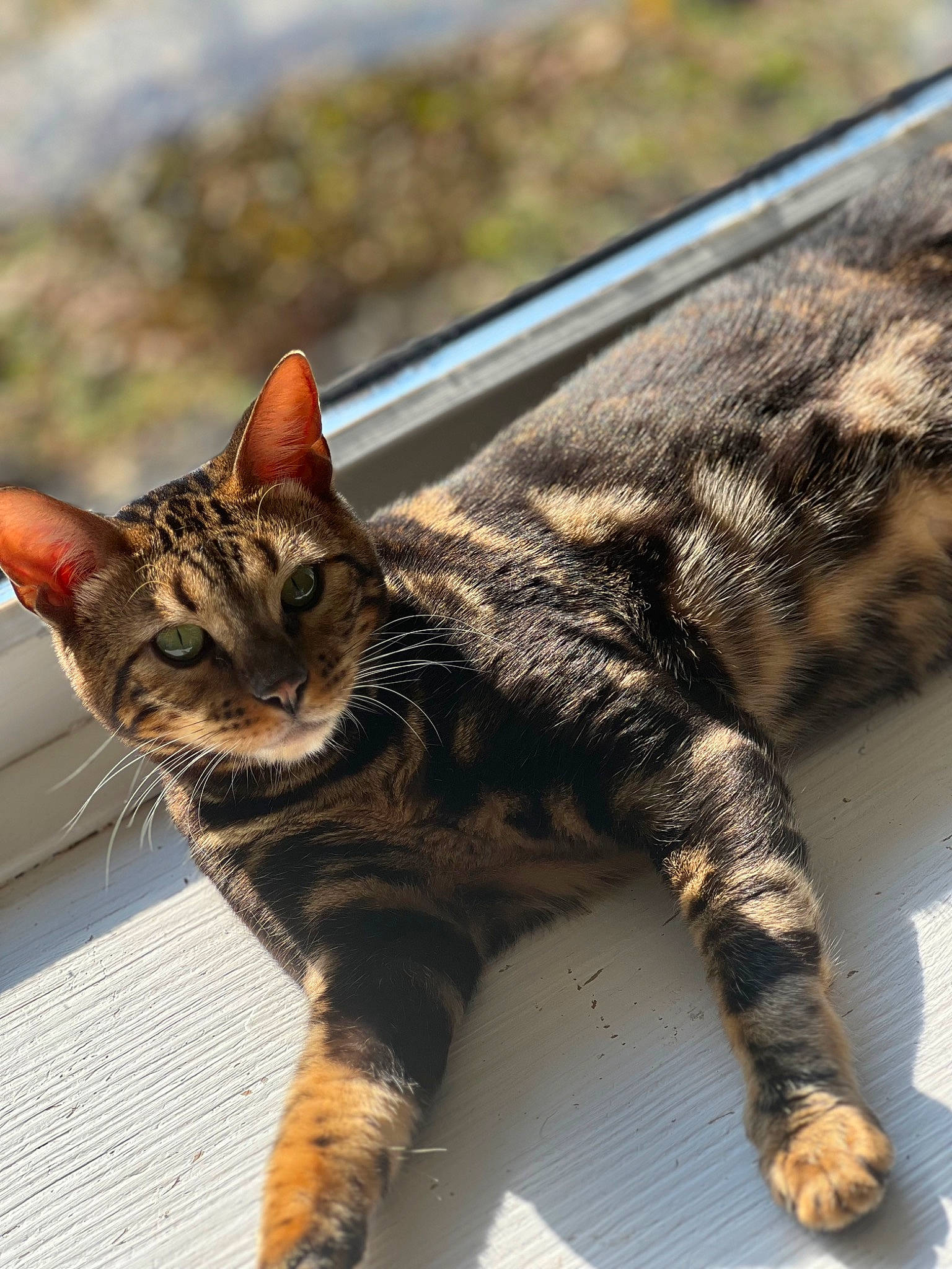 Patriot is registered to the contest to win money with this photo: carnivore, cat, claw, domestic_short_haired_cat, eye, felidae, foot, fur, paw, sitting, small_to_medium_sized_cats, snout, tail, terrestrial_animal, tree, whiskers, wildlife