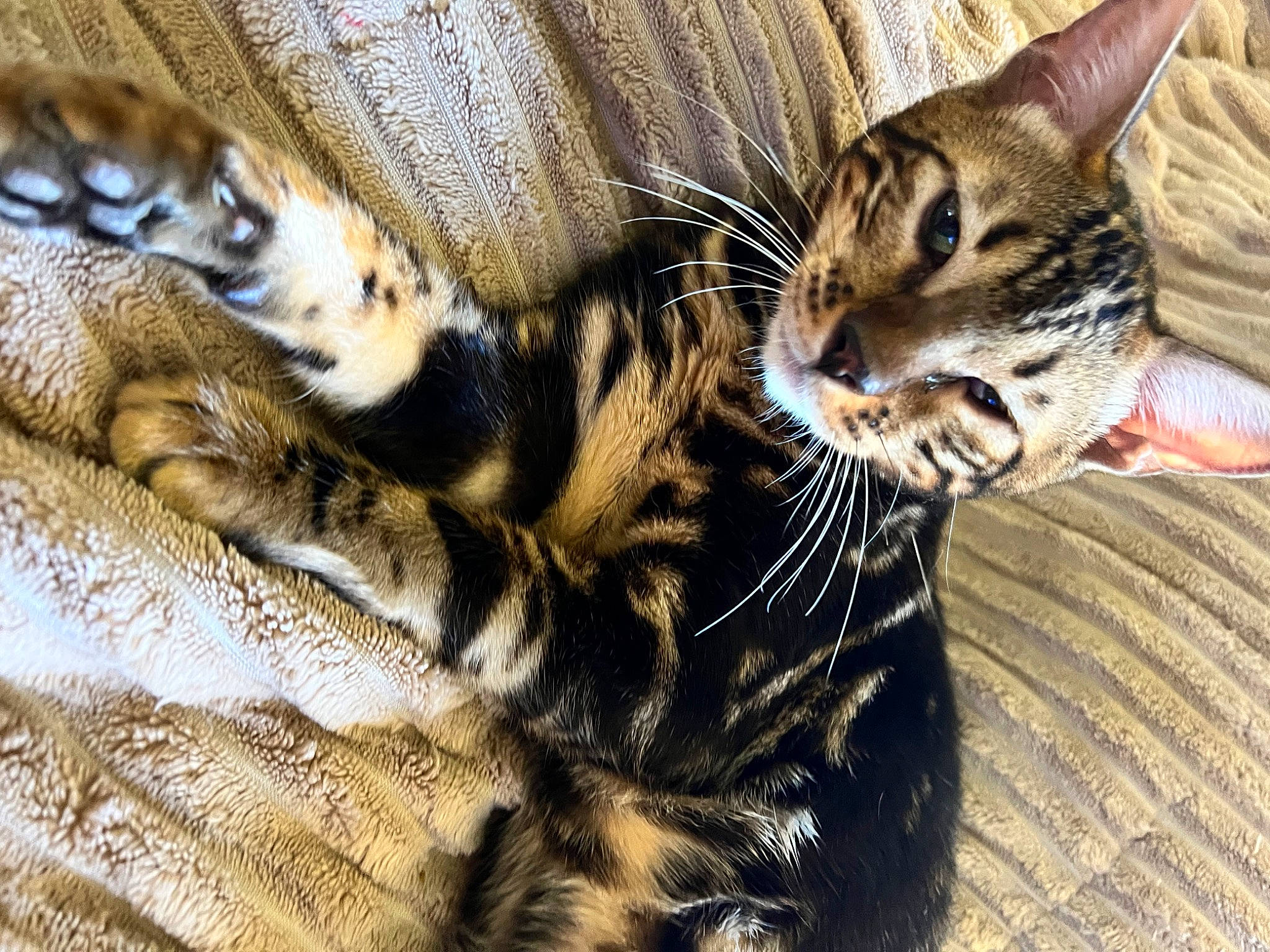 Patriot is registered to the contest to win money with this photo: carnivore, cat, claw, close_up, comfort, domestic_short_haired_cat, felidae, foot, fur, grass, paw, small_to_medium_sized_cats, snout, terrestrial_animal, whiskers, wildlife