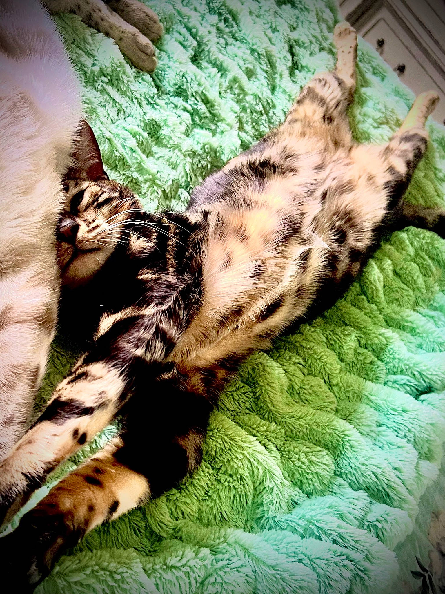 Patriot is registered to the contest to win money with this photo: big_cats, carnivore, cat, claw, domestic_short_haired_cat, fawn, felidae, fur, grass, leopard, linens, pattern, small_to_medium_sized_cats, snout, tail, terrestrial_animal, trunk, whiskers, wildlife, wood