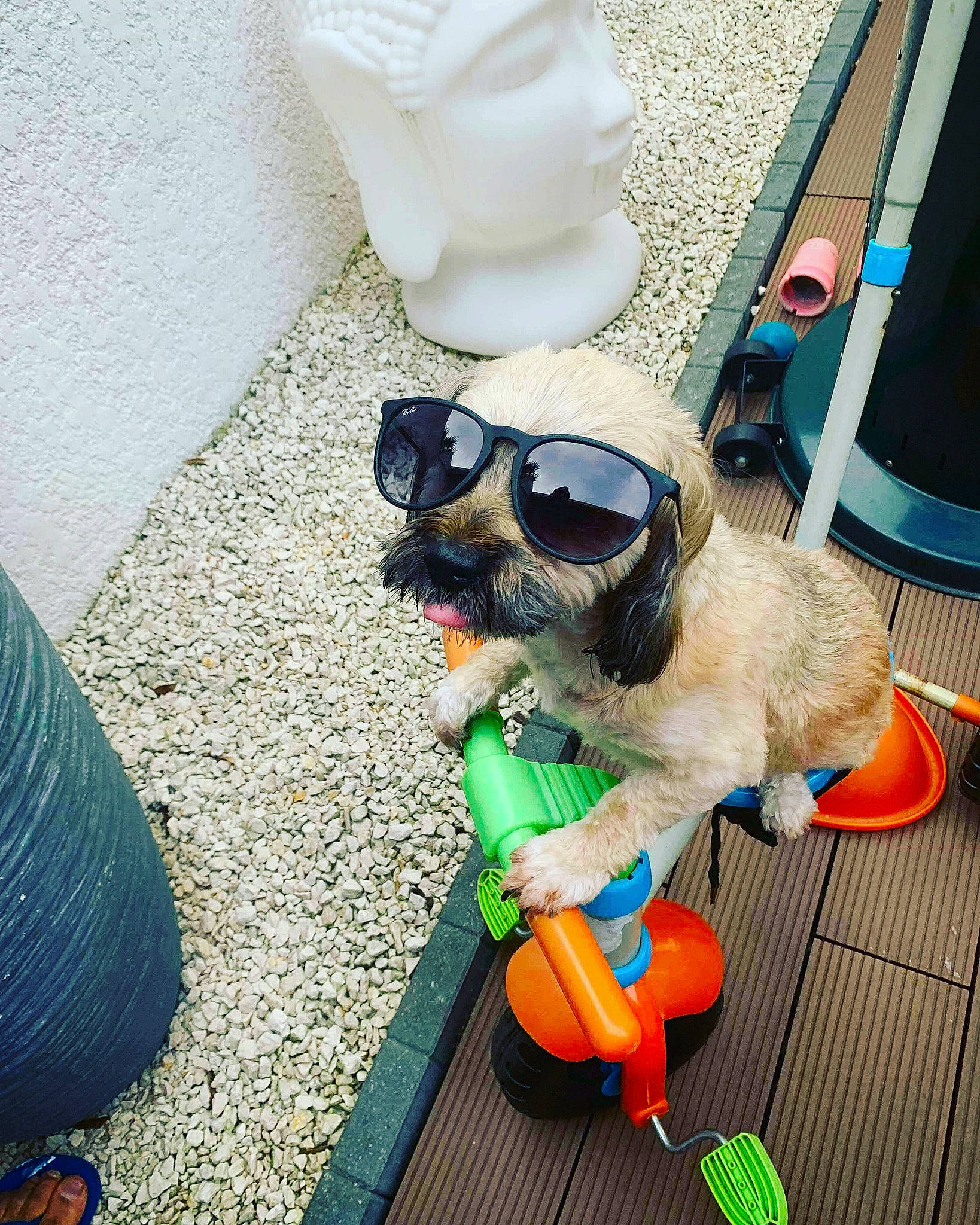 Alma a rejoint le concours — aidez-le/la à gagner de superbes lots ! canidae, carnivore, dog, dog_breed, eyewear, fawn, glasses, play, puppy, sporting_group, sunglasses, toy_dog, vacation