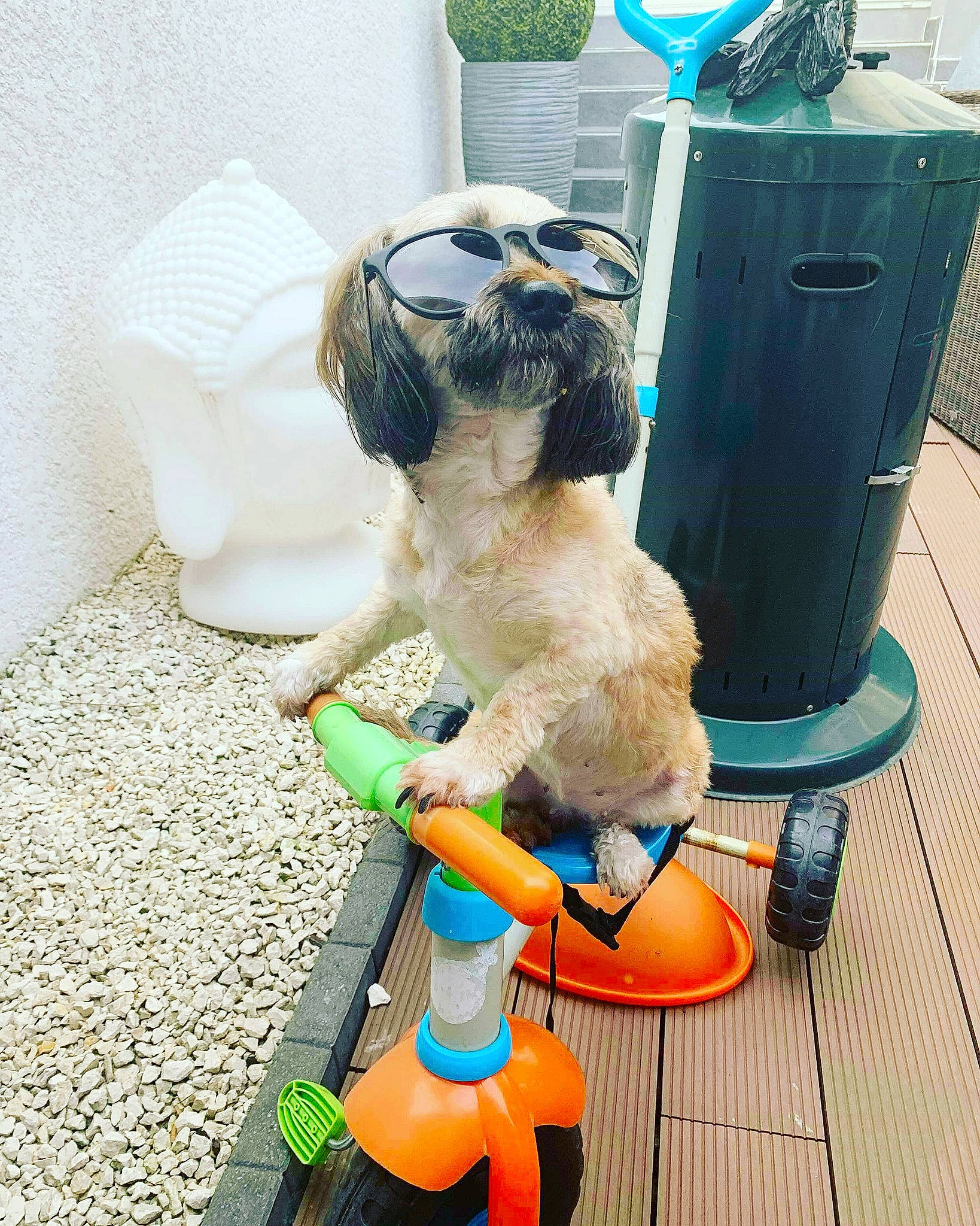 Alma a rejoint le concours — aidez-le/la à gagner de superbes lots ! canidae, carnivore, companion_dog, dog, dog_breed, dog_toy, fawn, glasses, non_sporting_group, pug, puppy, shih_tzu, sporting_group, toy_dog