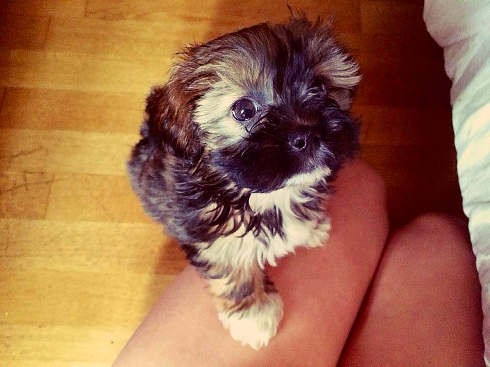 Alma a rejoint le concours — aidez-le/la à gagner de superbes lots ! bolonka, canidae, carnivore, chinese_imperial_dog, companion_dog, dog, dog_breed, havanese, mal_shi, maltepoo, mammal, morkie, pekapoo, poodle_crossbreed, puppy, schnoodle, shih_poo, shih_tzu, vertebrate, yorkipoo