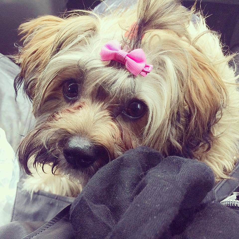 Alma a rejoint le concours — aidez-le/la à gagner de superbes lots ! canidae, carnivore, companion_dog, dog, dog_breed, fur, maltepoo, mammal, morkie, nose, petit_basset_griffon_vendeen, puppy, puppy_love, rare_breed_dog, schnoodle, small_terrier, snout, terrier, toy_dog, yorkshire_terrier