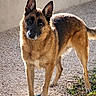 dog, german_shepherd, pet, animal, outdoor, ball, gravel, paw, fur, ears, alert, playful, canine, standing, nature, grass, sunlight, shadow, guarding, expression