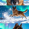 Paco participe au concours pour gagner de l'argent avec cette photo : german_shepherd, dog, snow, snowflakes, northern_lights, aurora_borealis, winter, outdoor, animal, canine, fur, portrait, action_shot, jumping, playful, nature, blue_sky, sunlight, cold, landscape