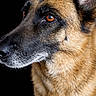 Paco a rejoint le concours — aidez-le/la à gagner de superbes lots ! dog, german_shepherd, close_up, portrait, animal, pet, fur, brown, black, ears, snout, whiskers, eyes, looking_away, side_profile, canine, domestic_animal, muzzle, alert, studio