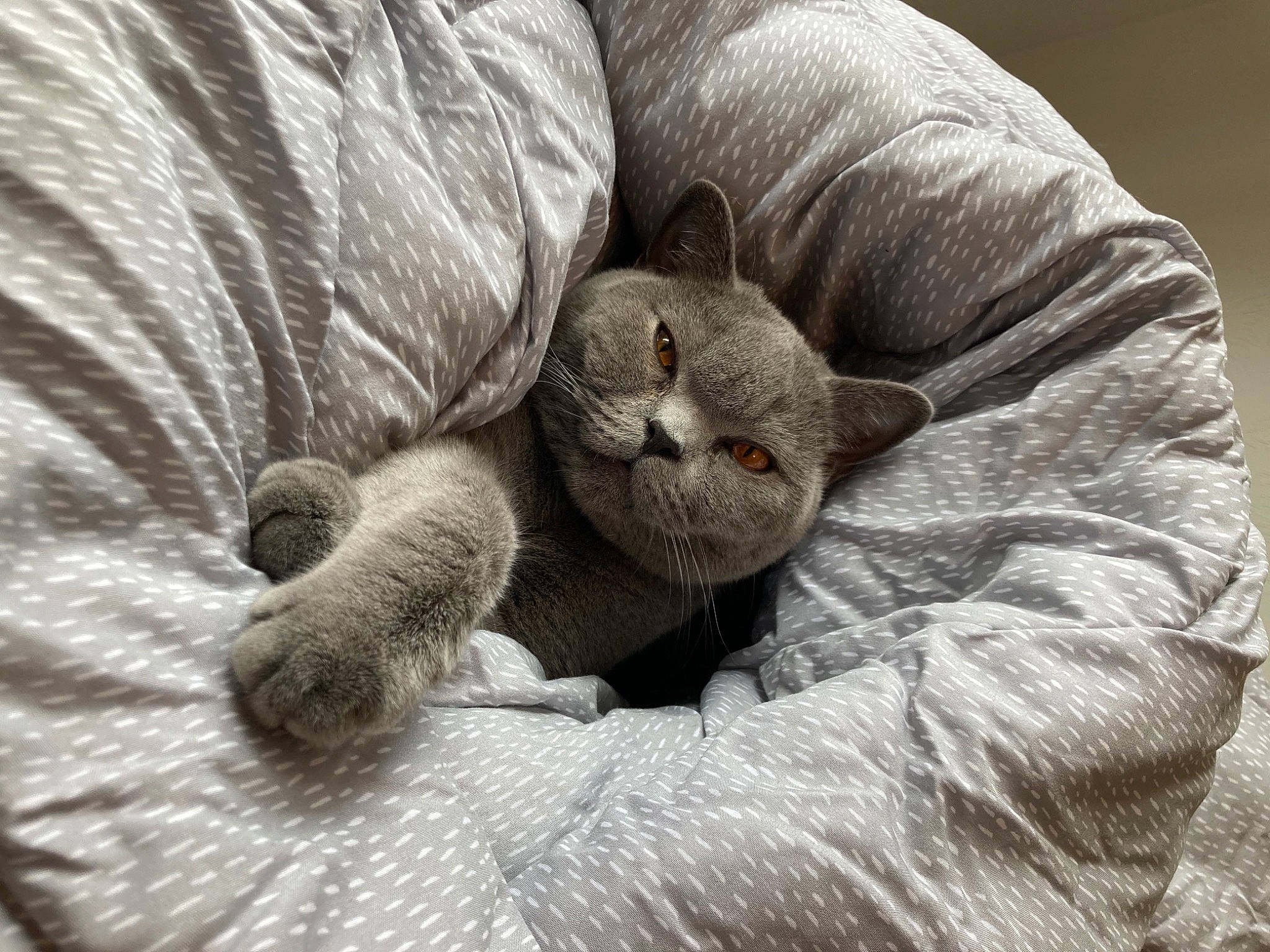 Clive joined the competition — help win amazing prizes! cat, claw, comfort, domestic_short_haired_cat, felidae, fur, gesture, grey, linens, monochrome, monochrome_photography, paw, small_to_medium_sized_cats, snout, stuffed_toy, tail, terrestrial_animal, toy, whiskers, wool