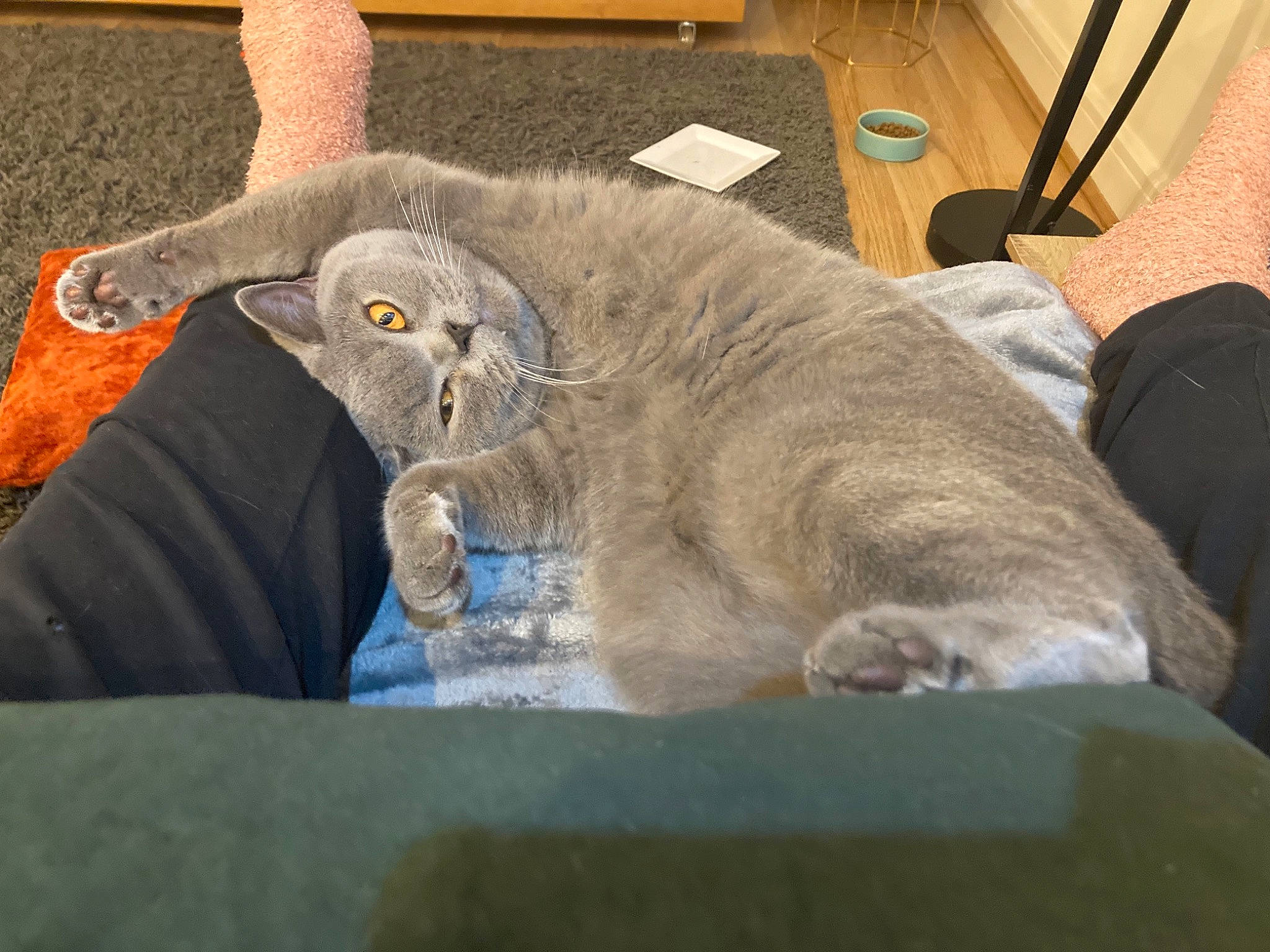 Clive joined the competition — help win amazing prizes! british_longhair, canidae, carnivore, cat, chair, comfort, domestic_short_haired_cat, felidae, fur, nap, paw, russian_blue, small_to_medium_sized_cats, snout, table, tail, whiskers, working_animal