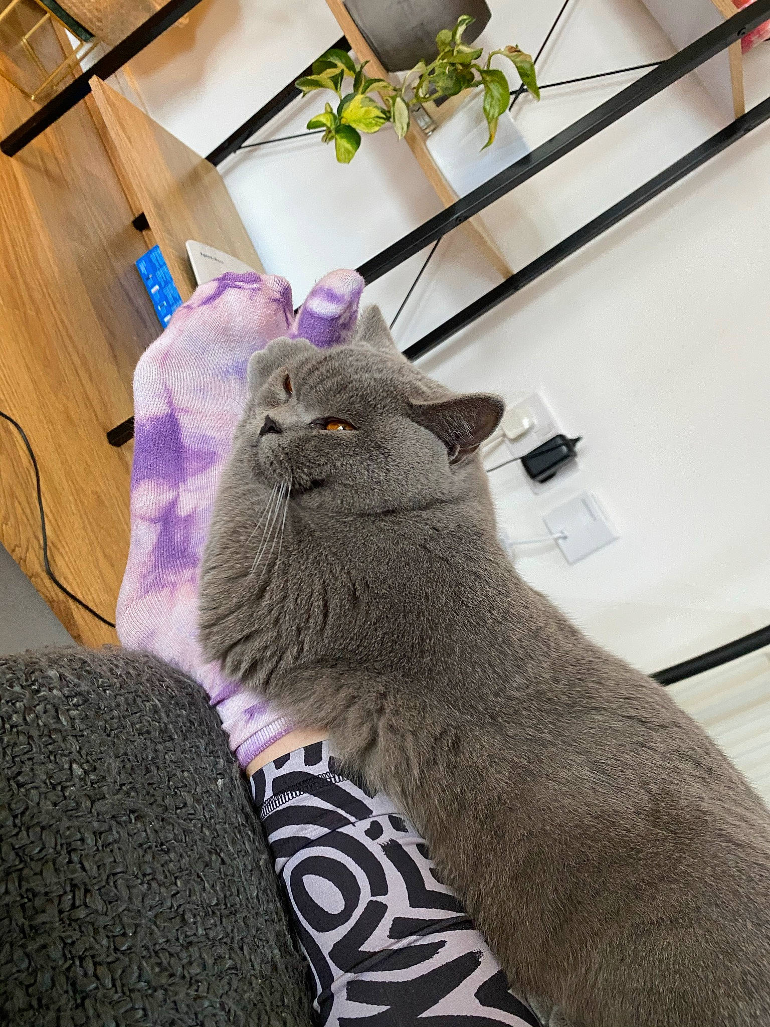 Clive is registered to the contest to win money with this photo: carnivore, cat, comfort, domestic_short_haired_cat, fawn, felidae, flesh, flooring, foot, fur, human_leg, magenta, paw, room, small_to_medium_sized_cats, snout, tail, terrestrial_animal, whiskers, wool