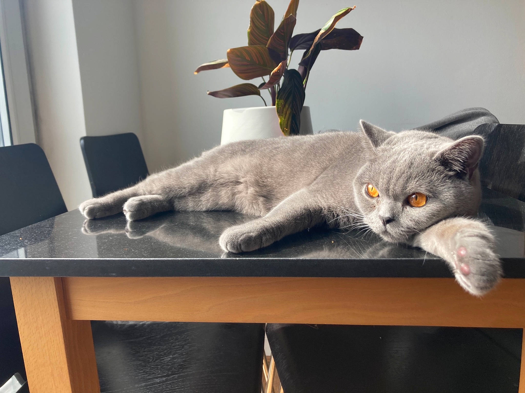 Clive joined the competition — help win amazing prizes! carnivore, cat, comfort, desk, domestic_short_haired_cat, fawn, felidae, fur, grey, houseplant, laptop, room, russian_blue, small_to_medium_sized_cats, table, tail, twig, whiskers, window, wood